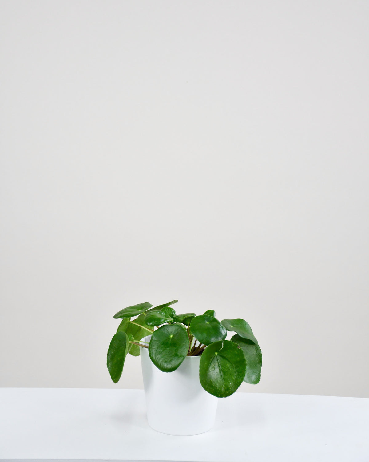 Pilea peperomioides