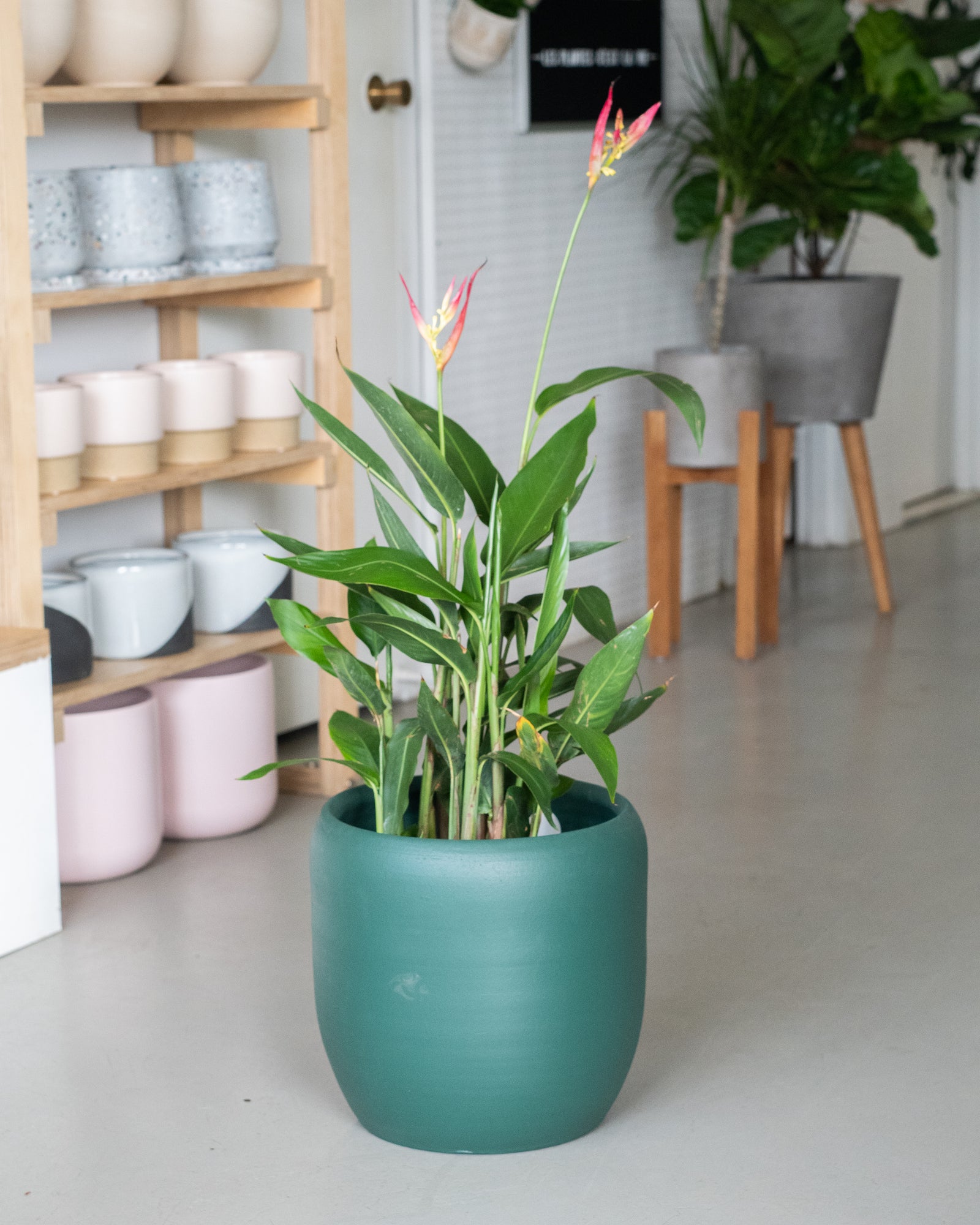 Heliconia