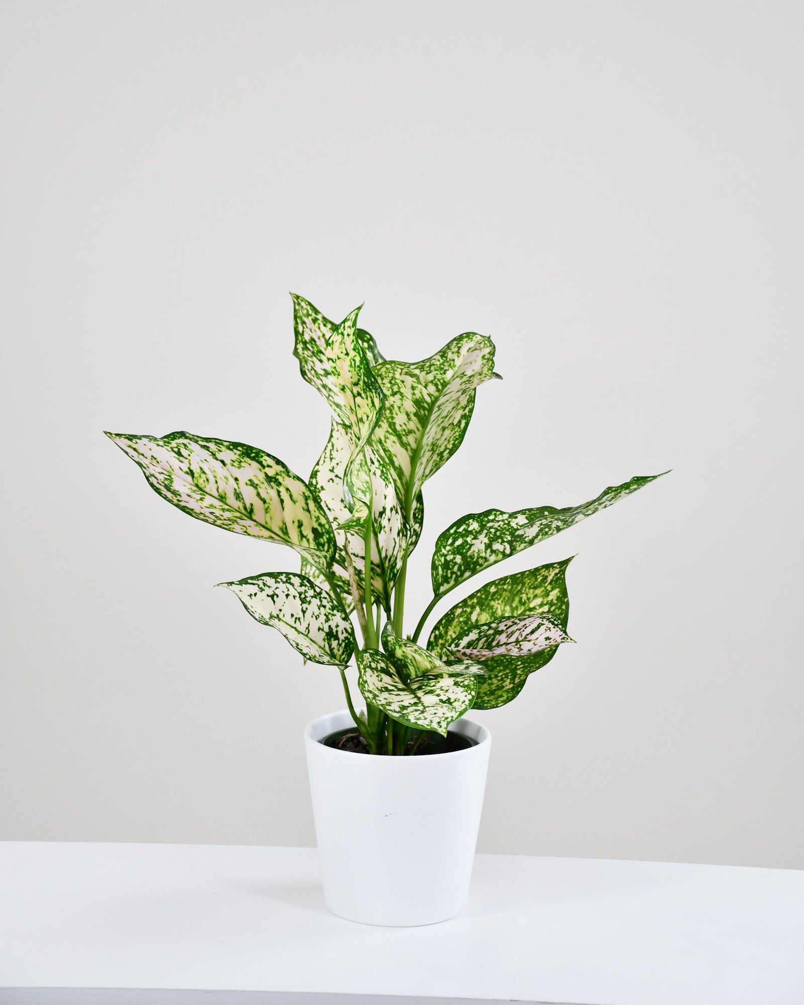 Aglaonema « Etta Rose»