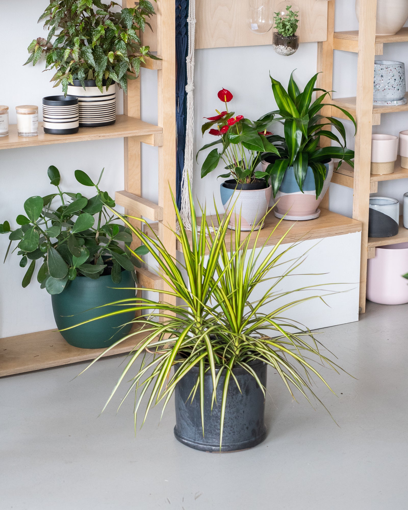 Dracaena marginata « Kiwi «