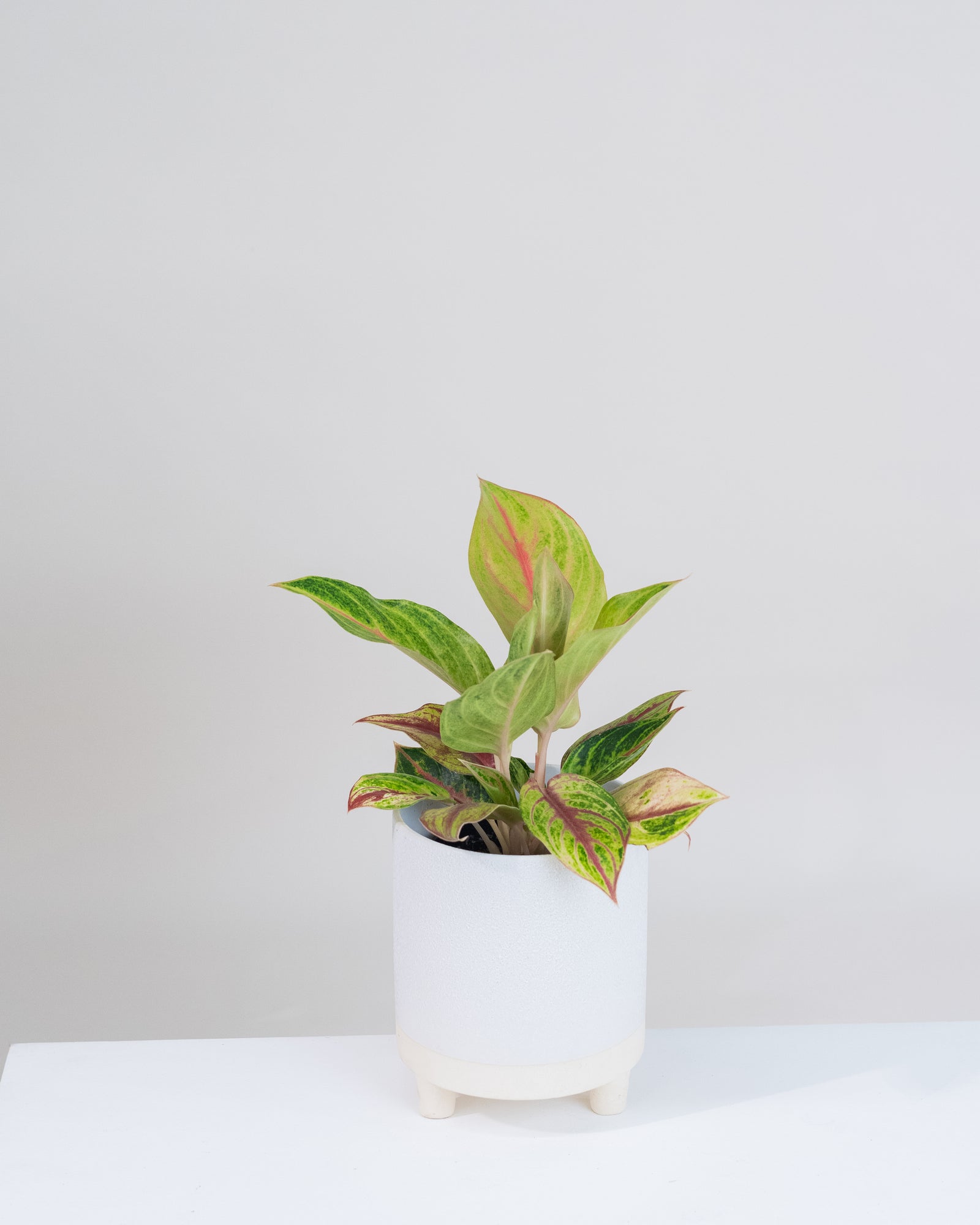 Aglaonema « Siam Diamond »