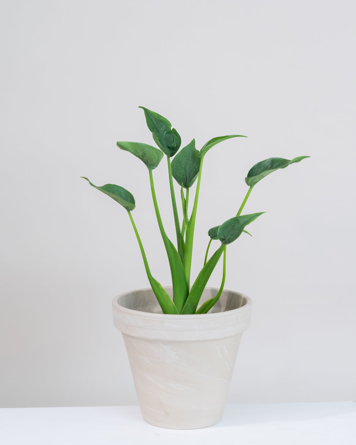 Alocasia « Tiny Dancers »