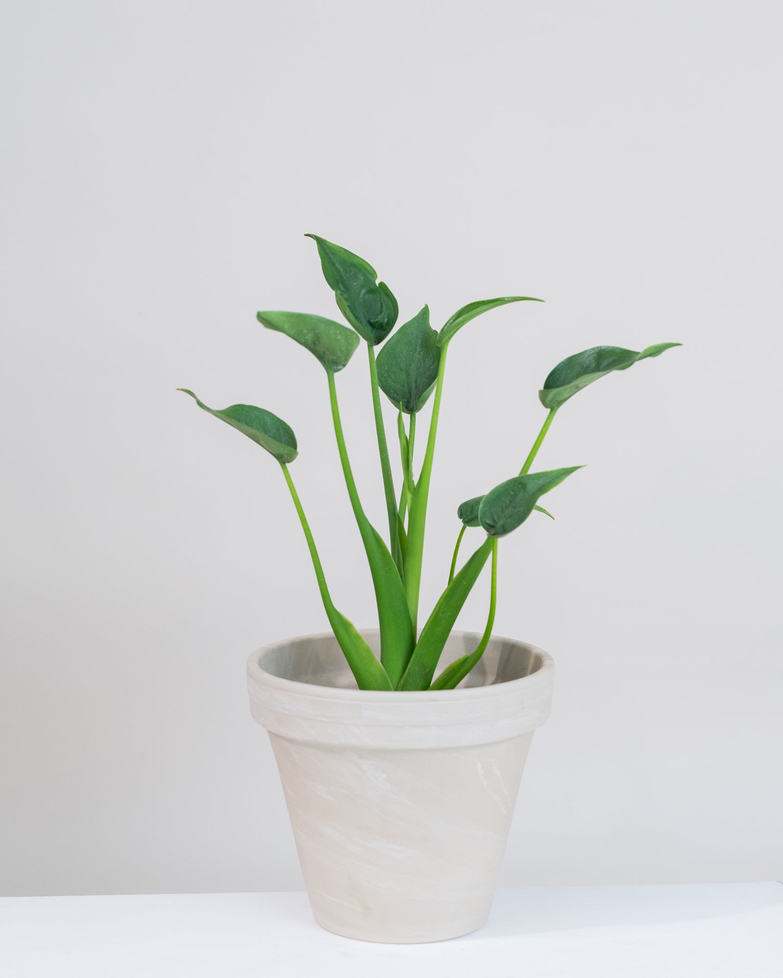 Alocasia « Tiny Dancers »