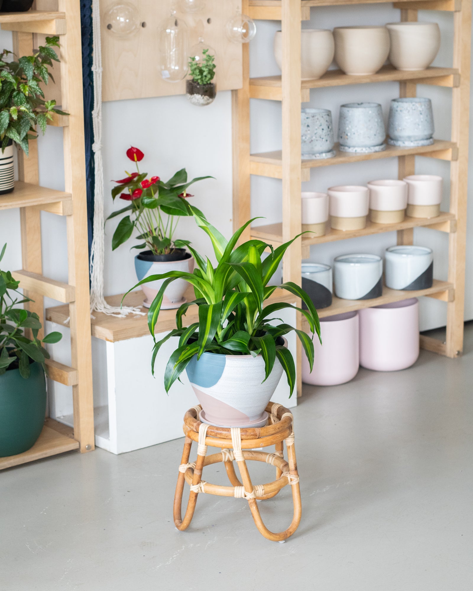 Dracaena « Hawaiian sunshine »