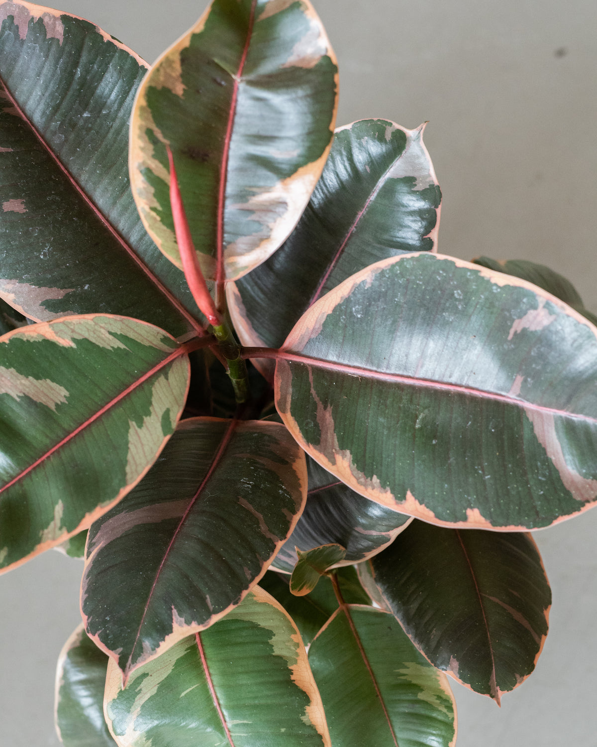 Ficus elastica « Ruby »