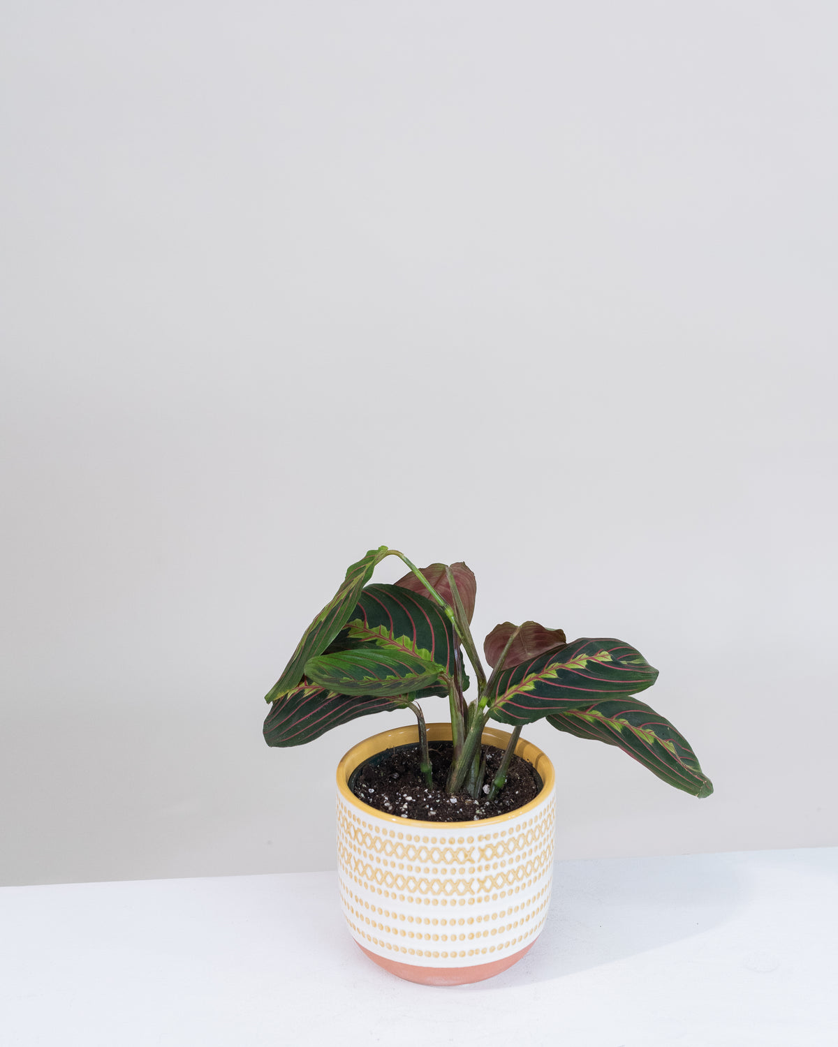 Maranta leuconeura erythroneura « Rouge »