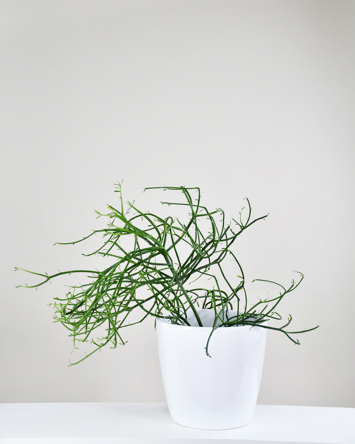 Euphorbia tirucalli « Cactus Crayon »