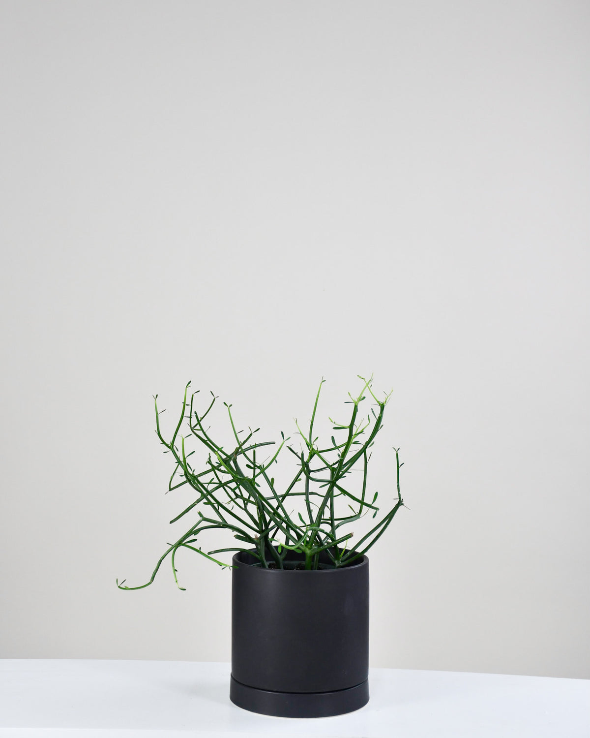 Euphorbia tirucalli « Cactus Crayon »