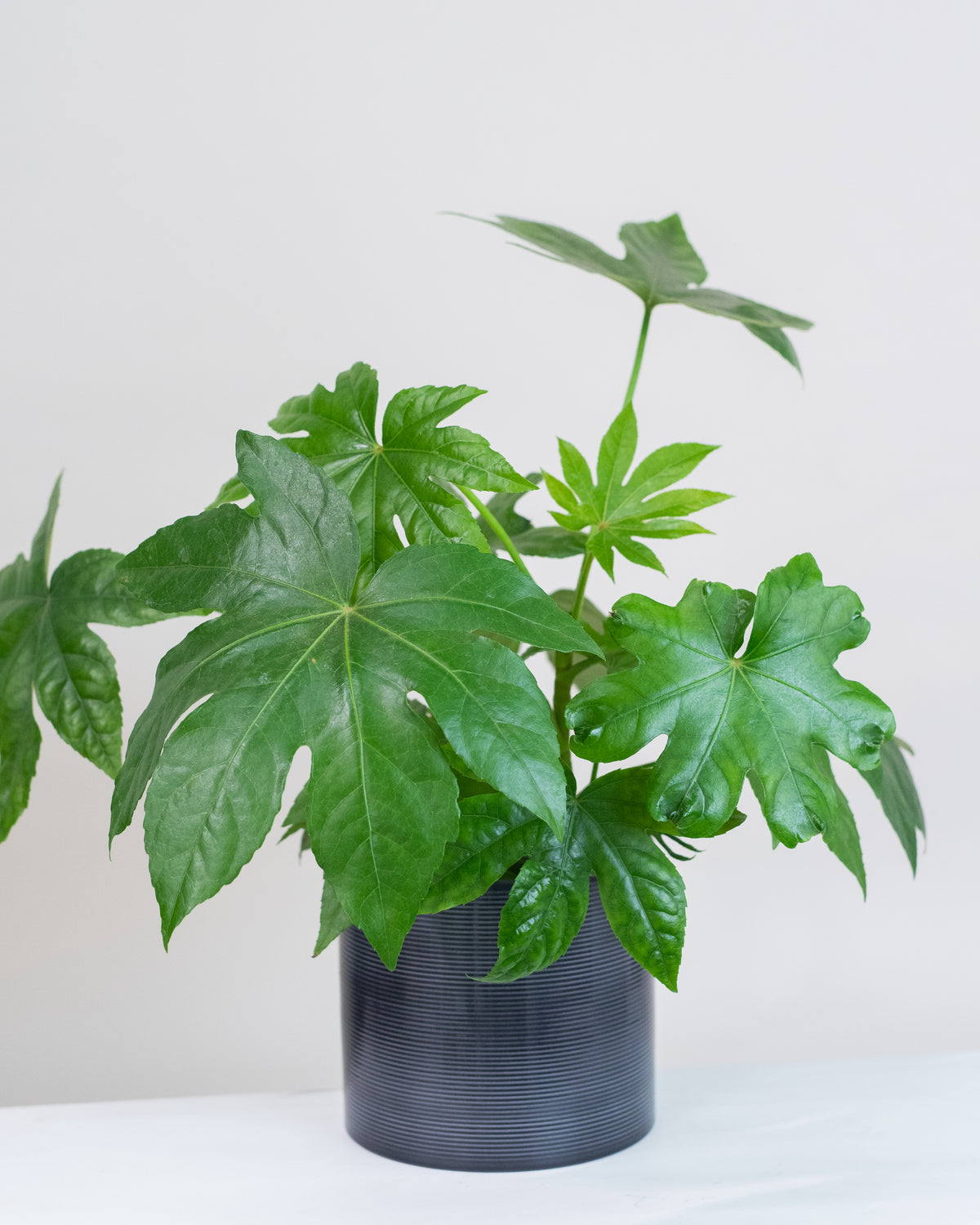Fatsia japonica