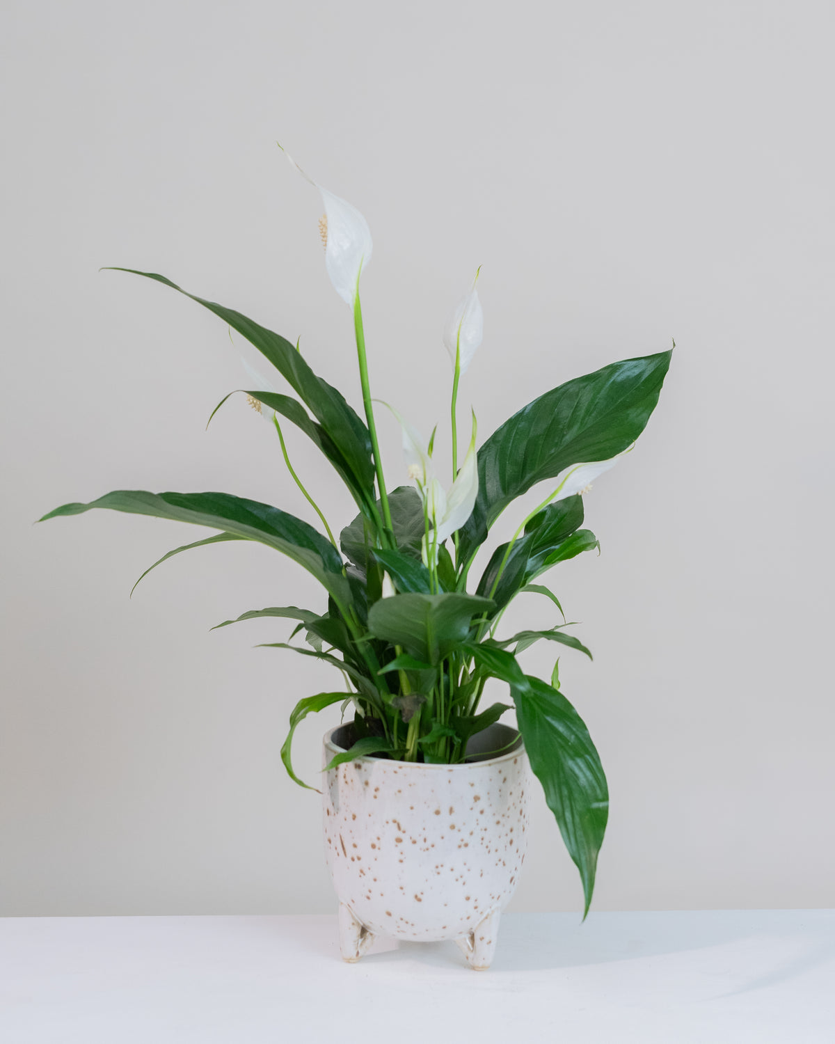 Spathiphyllum
