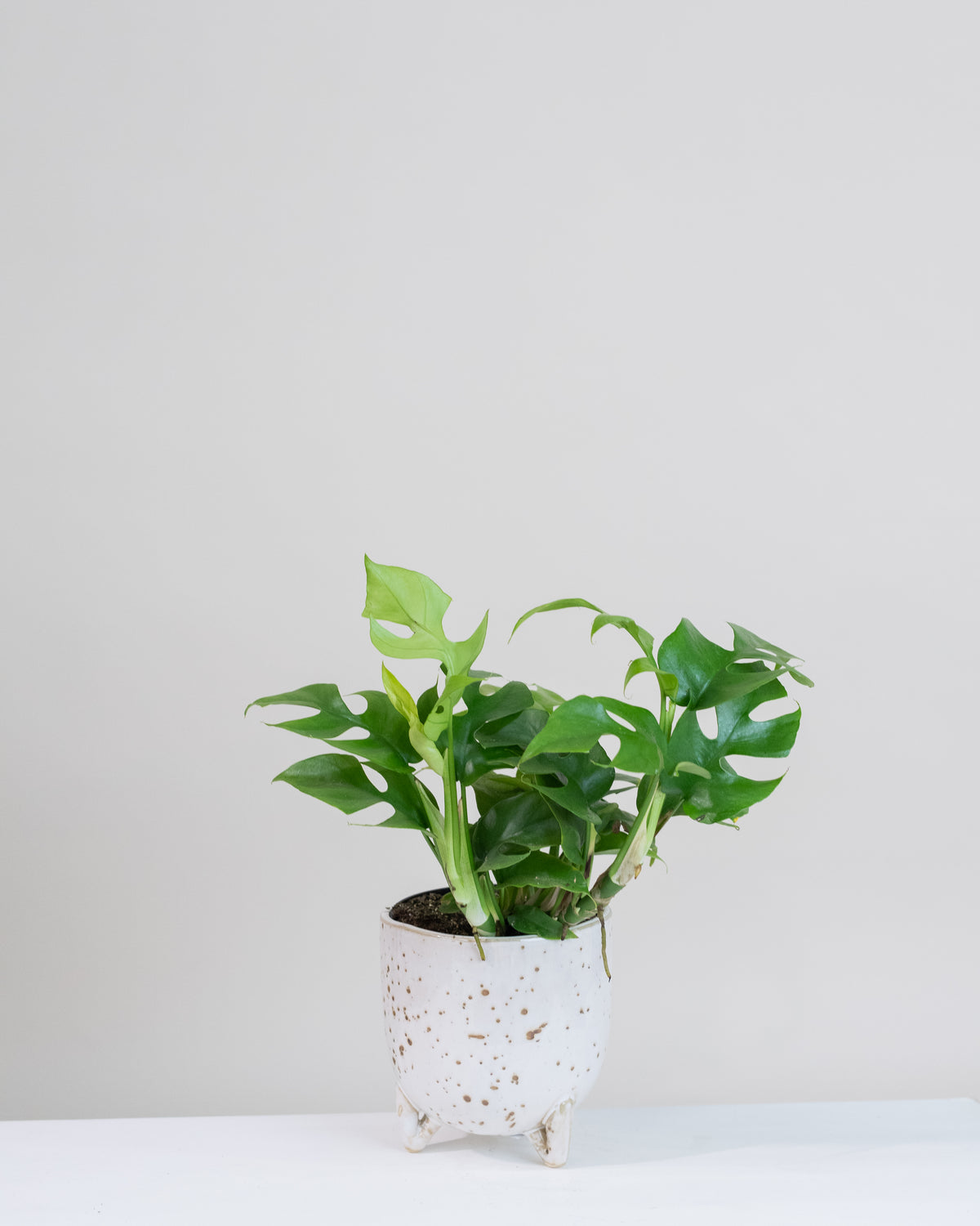 Rhaphidophora tetrasperma