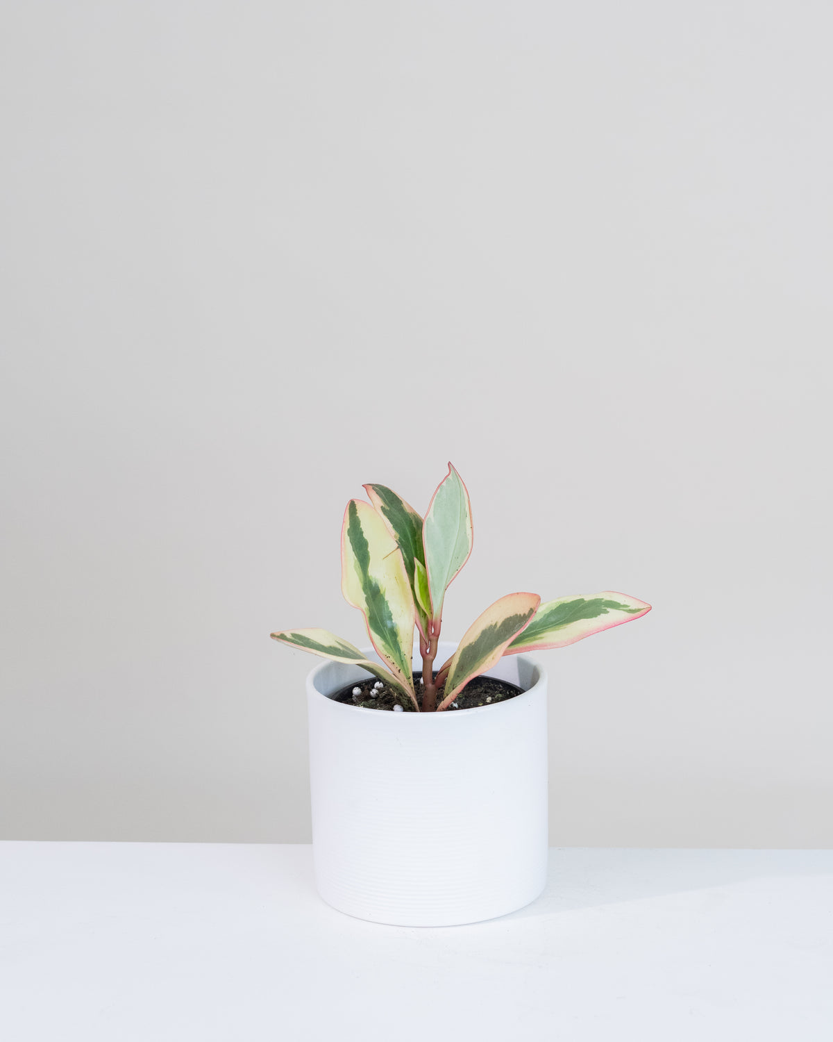 Peperomia « Tricolor » 