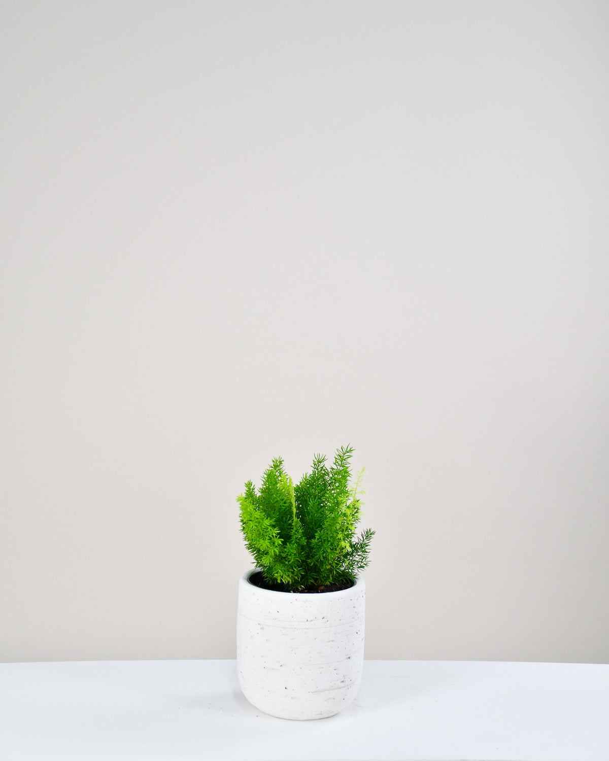 Asparagus meyerii « Queue de renard »