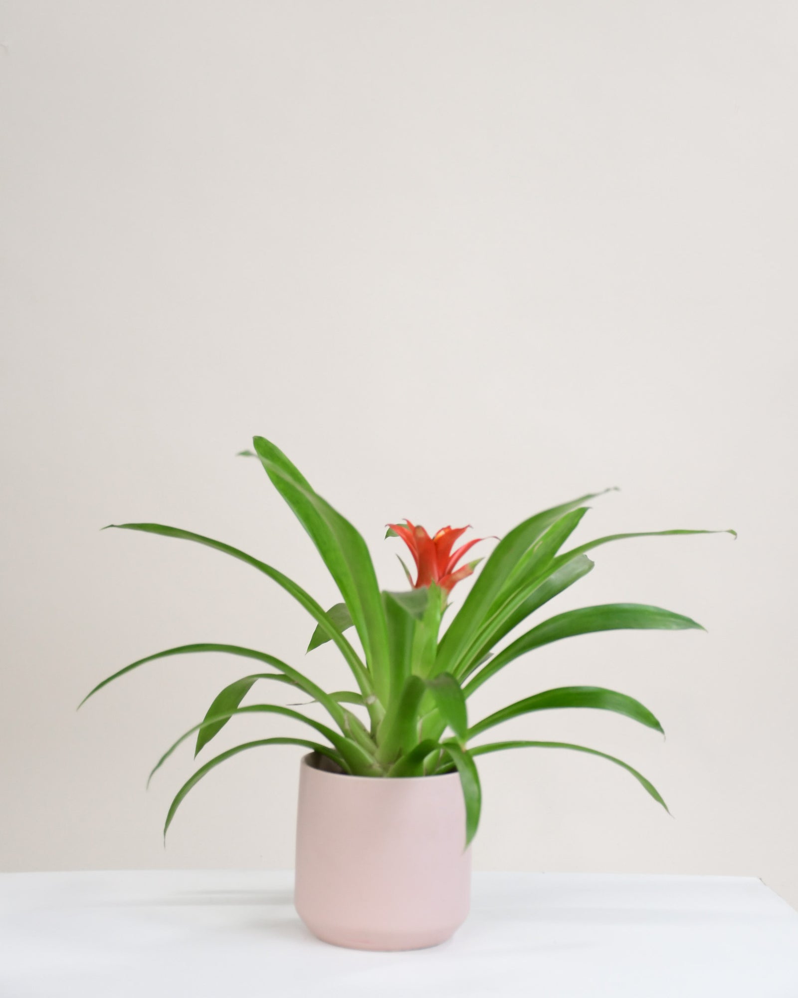 Guzmania assorti