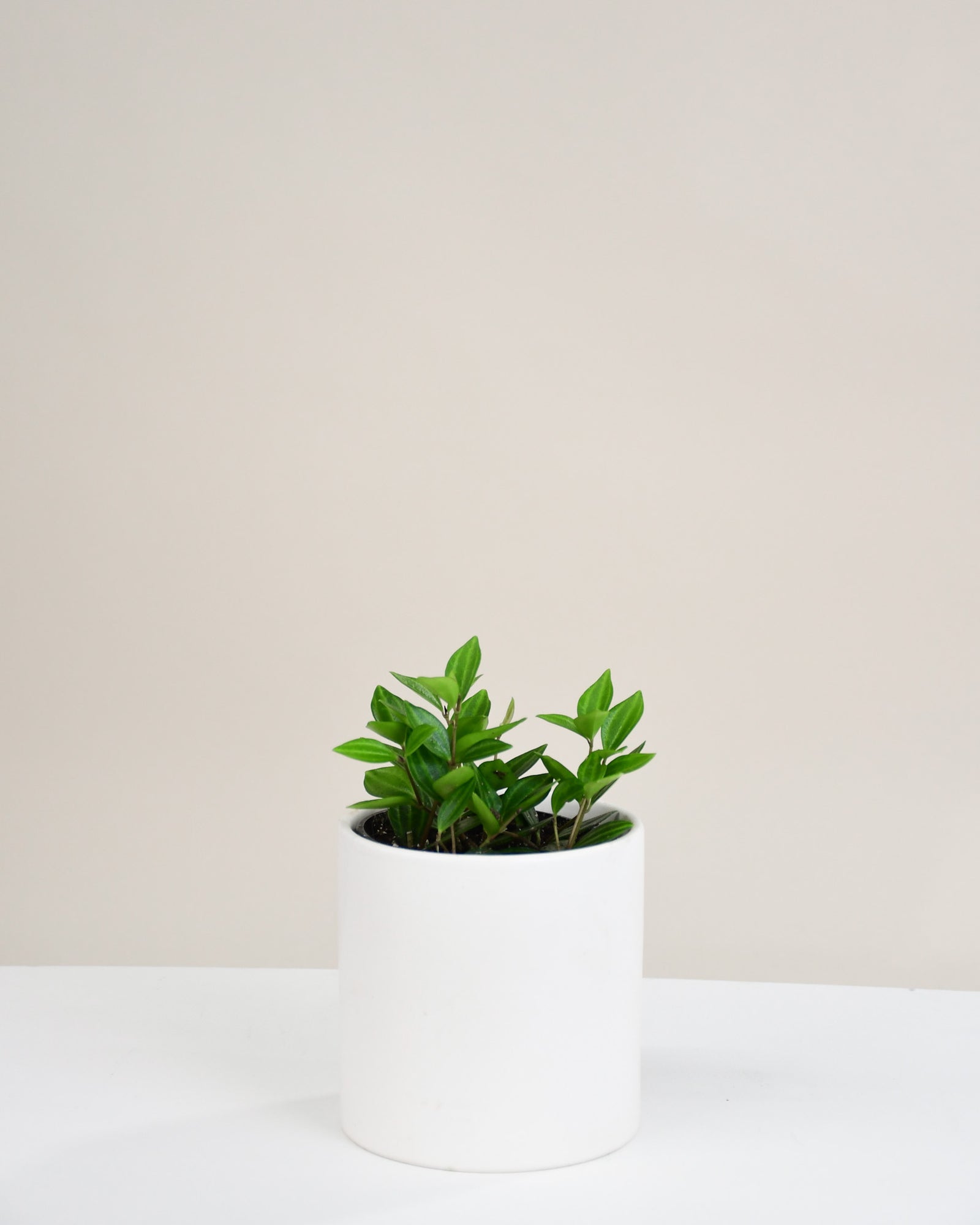 Peperomia angulata