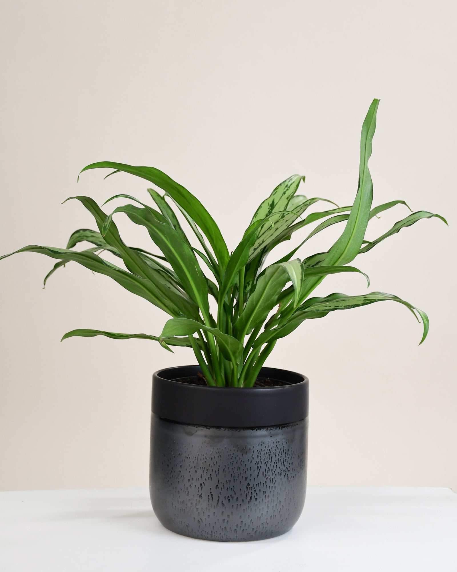Aglaonema « Cutlass »