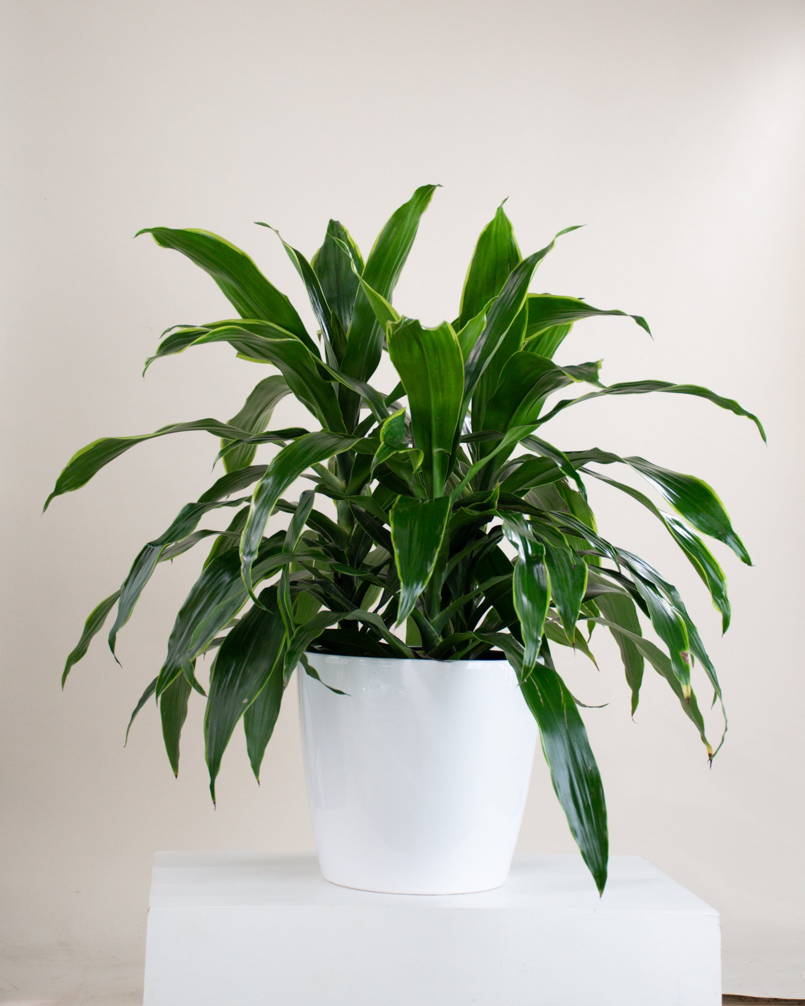 Dracaena « Carmen Art » 