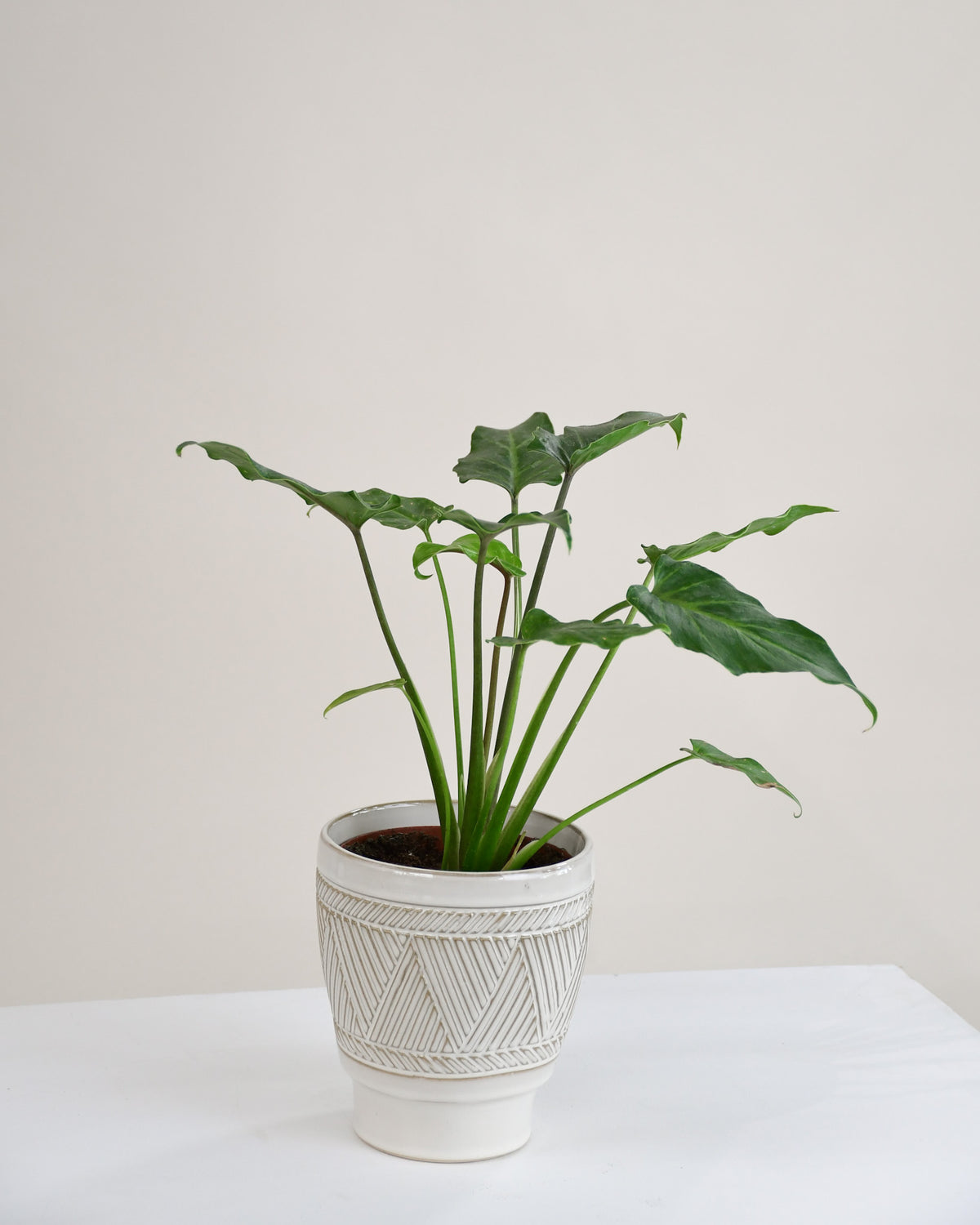 Philodendron « Xanadu »