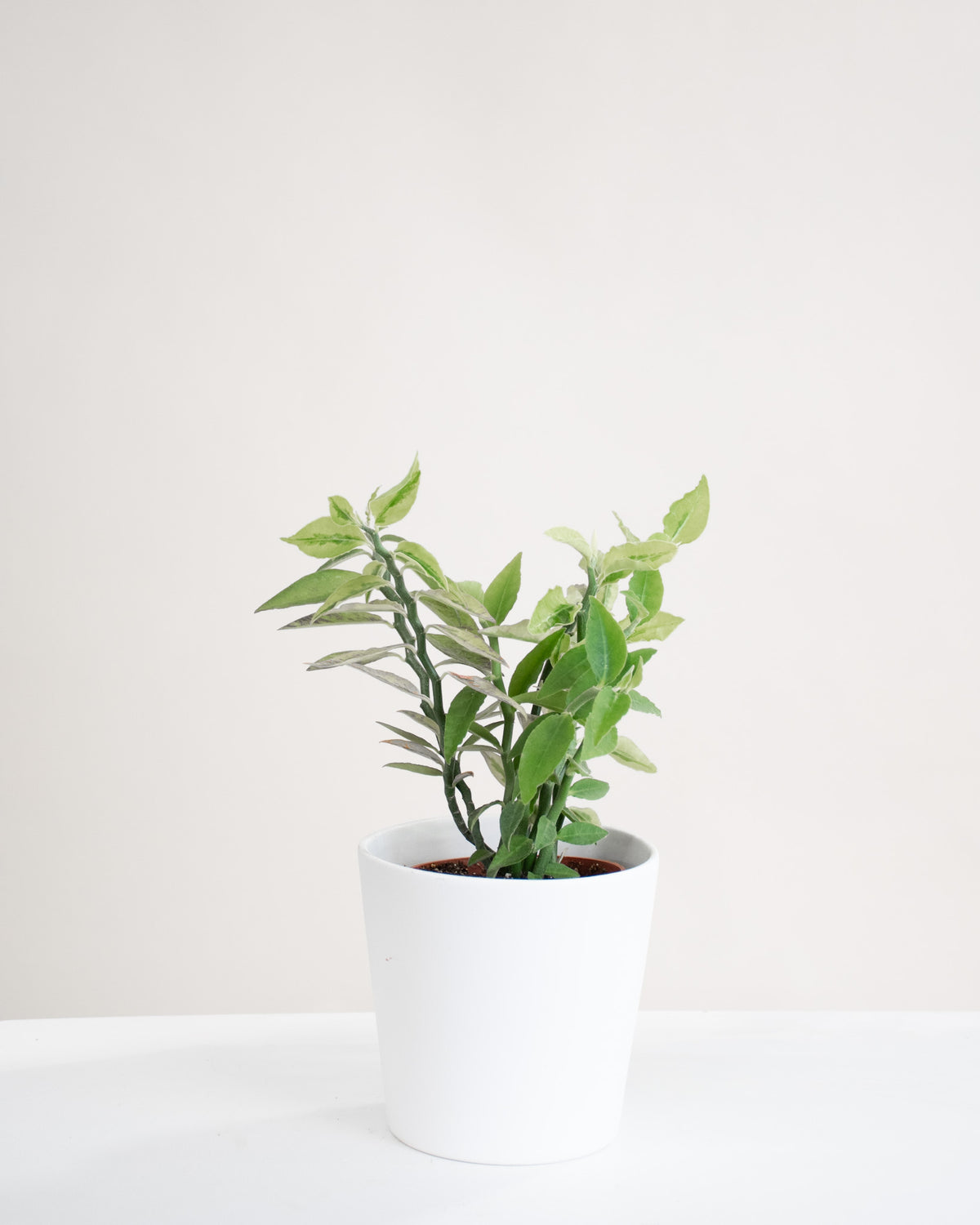 Euphorbia tithymaloides « Variegata »