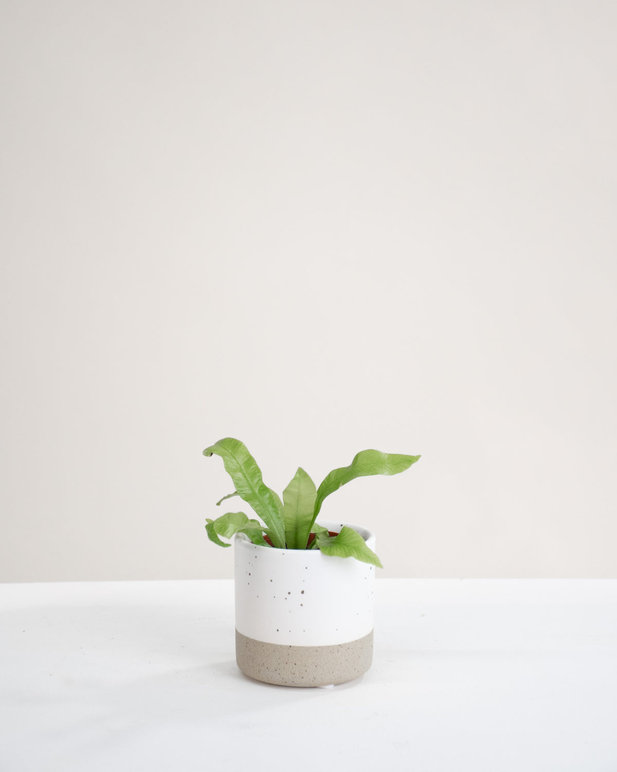 Asplenium nidus « Crispy Wave »