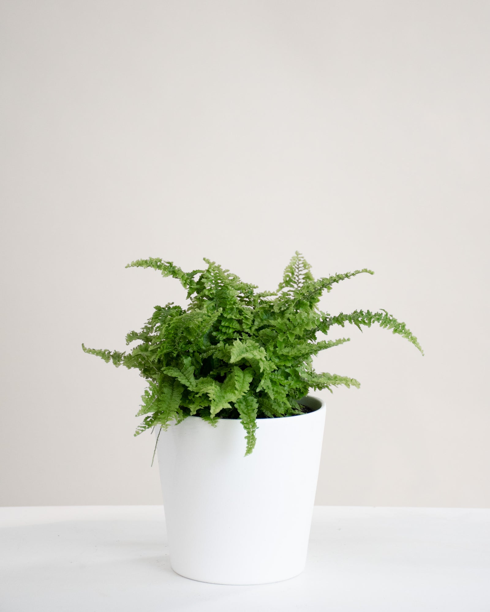 Nephrolepis exaltata « Fluffy Ruffles »