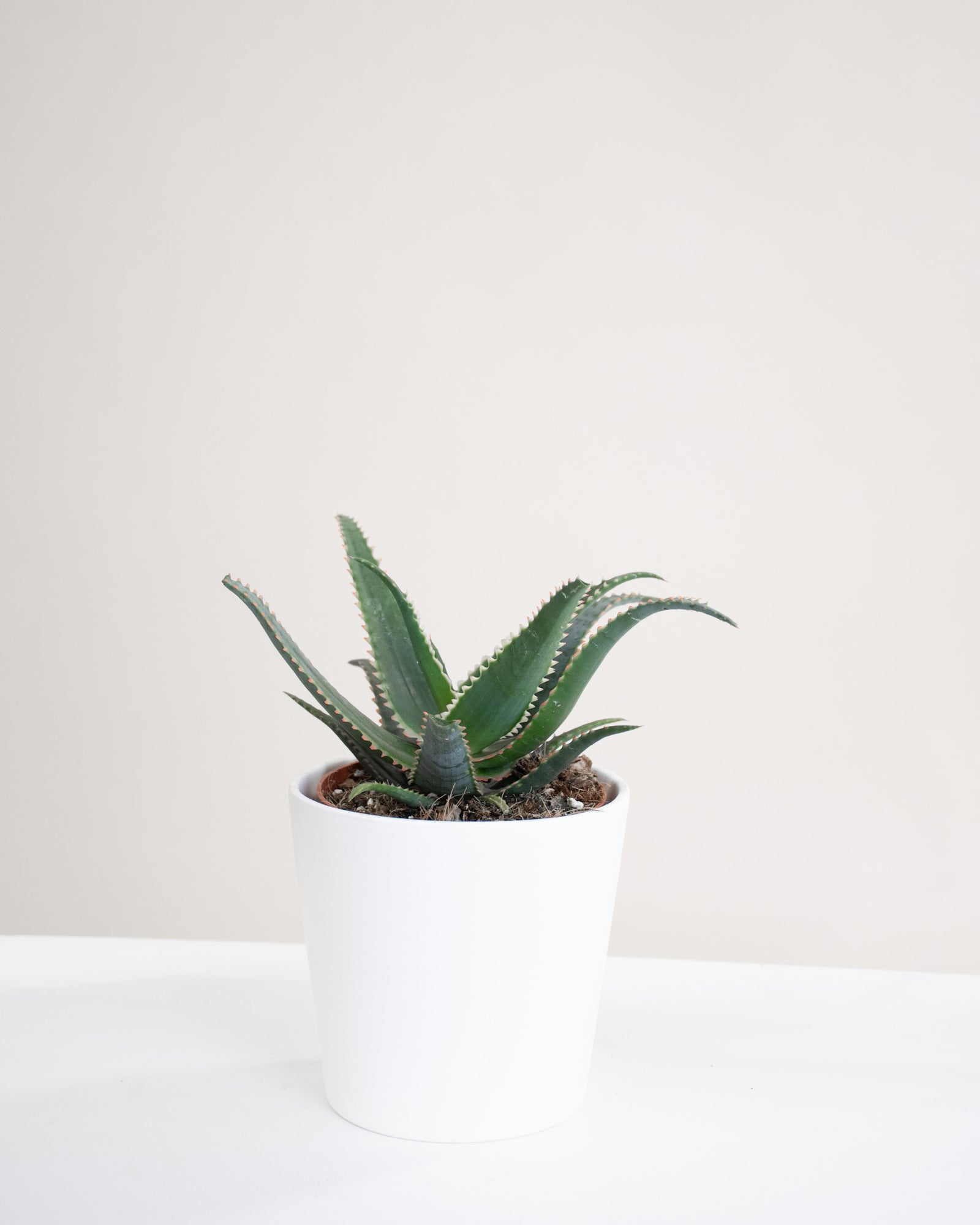 Aloe « Pink Dragon » 