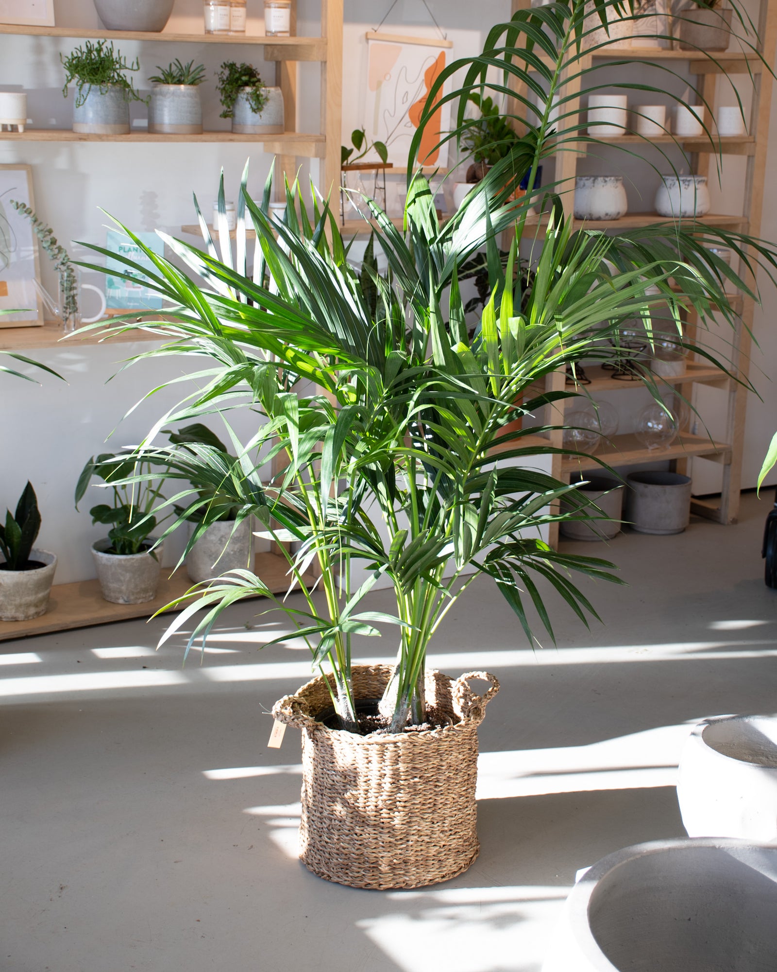 Howea forsteriana / Palmier Kentia