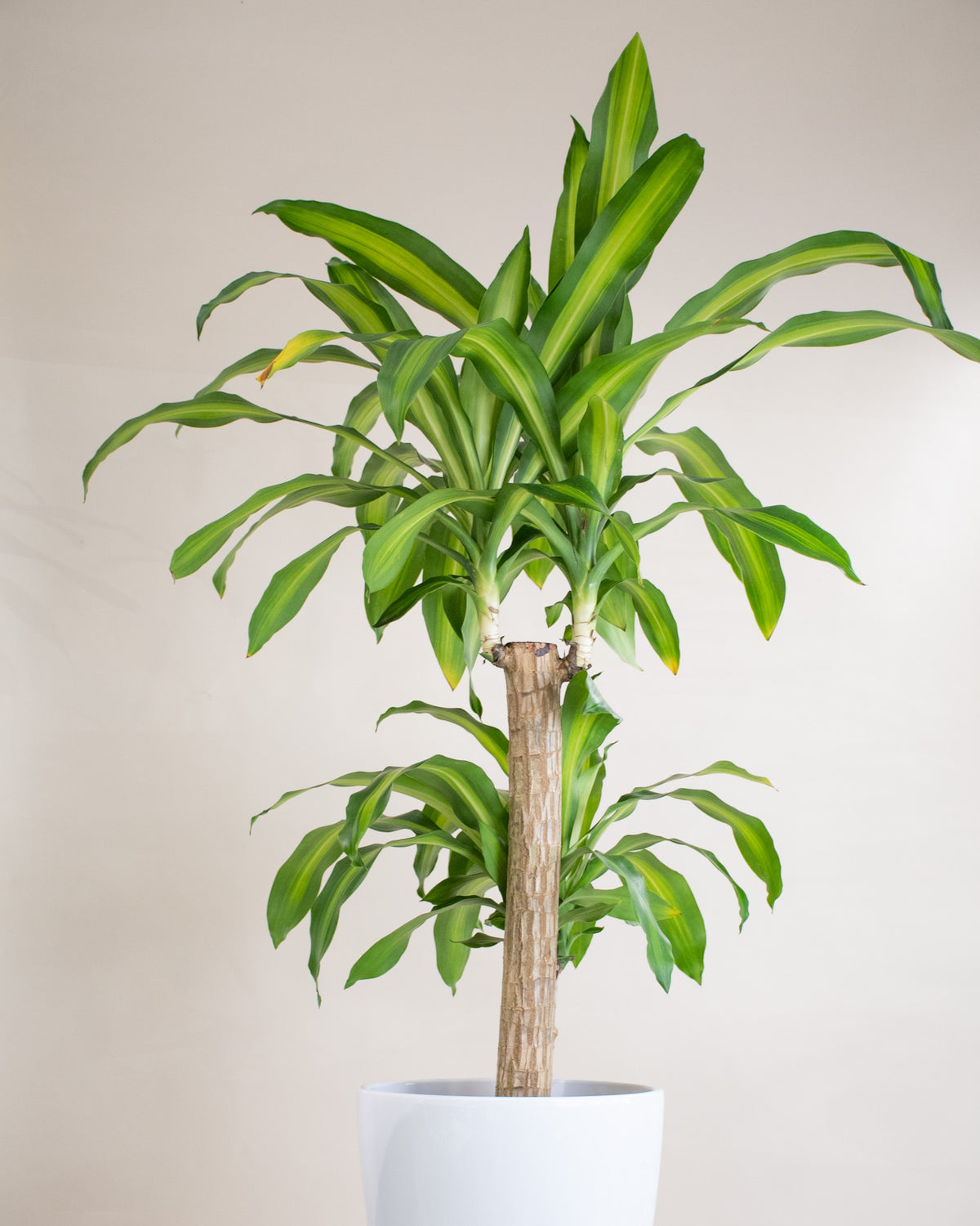 Dracaena massangeana