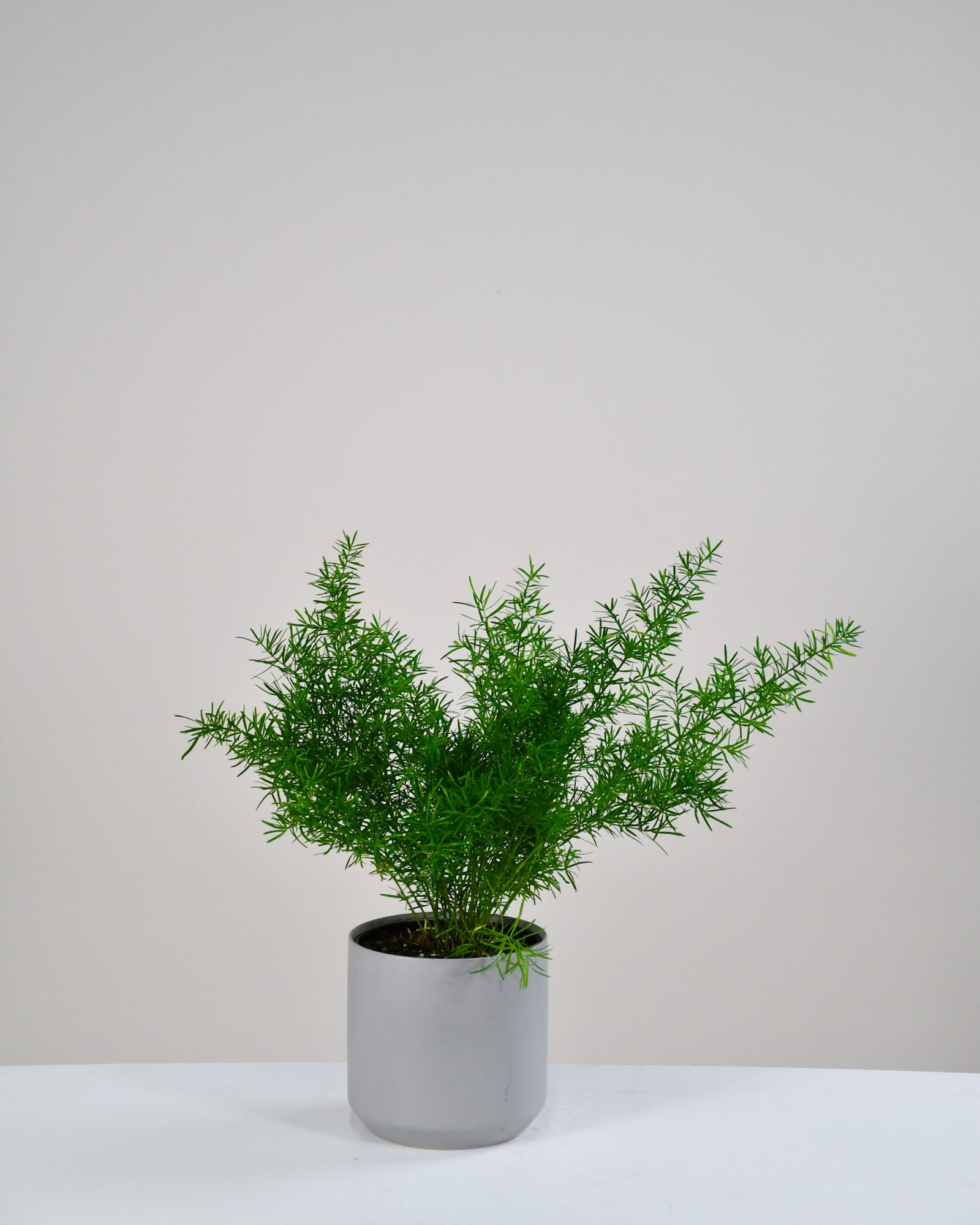Asparagus Sprengerii