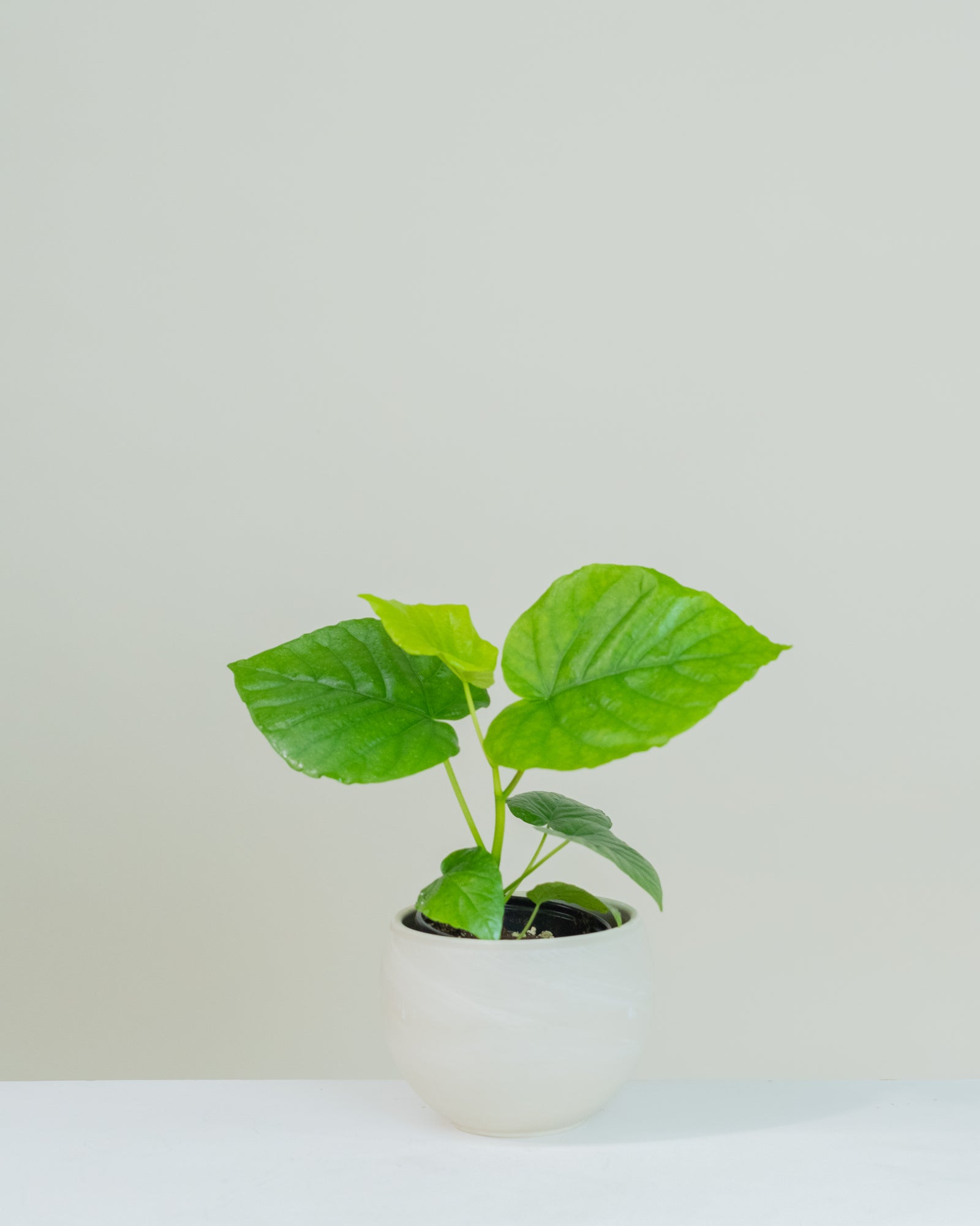 Ficus umbellata