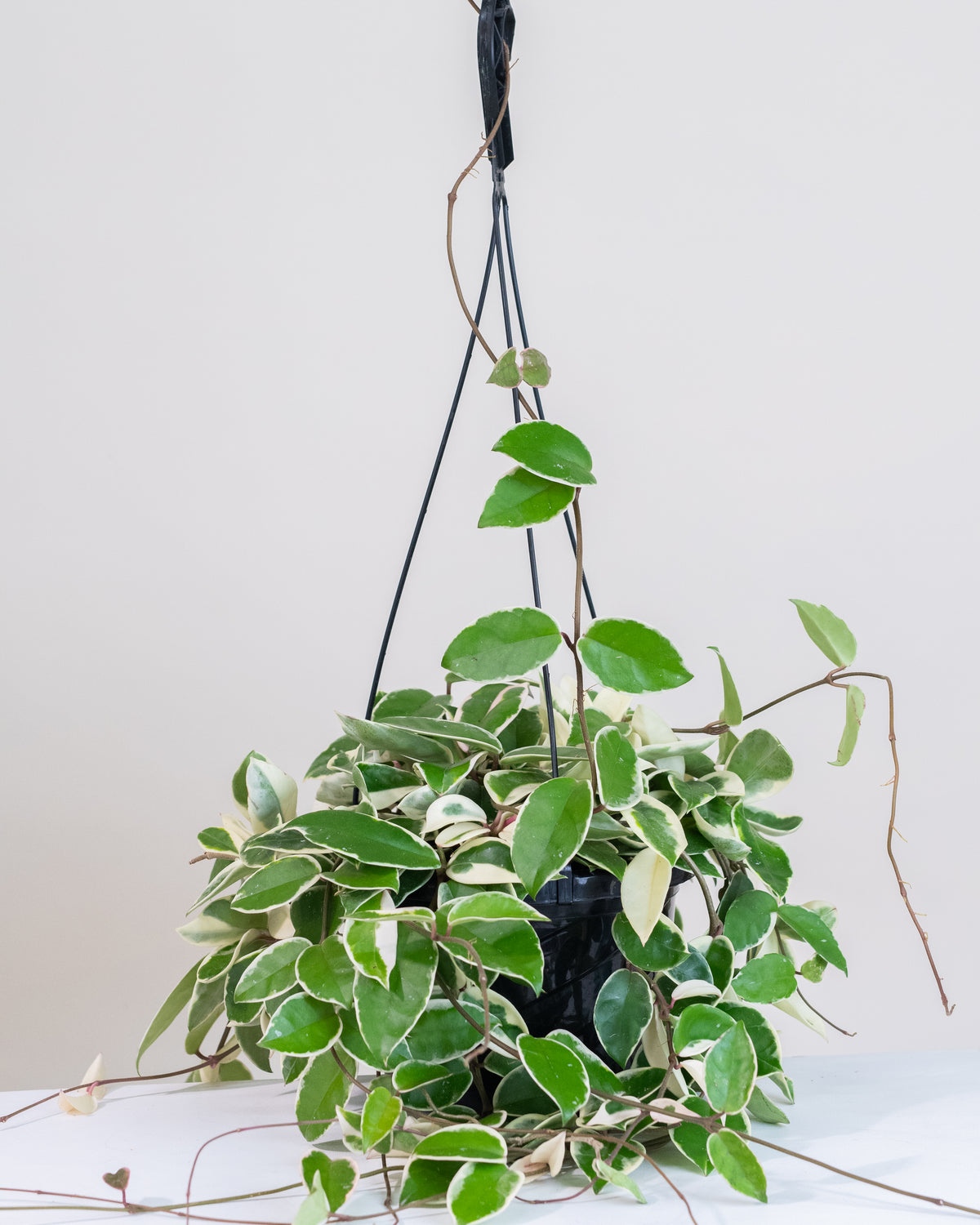 Hoya carnosa « Krimson Queen »