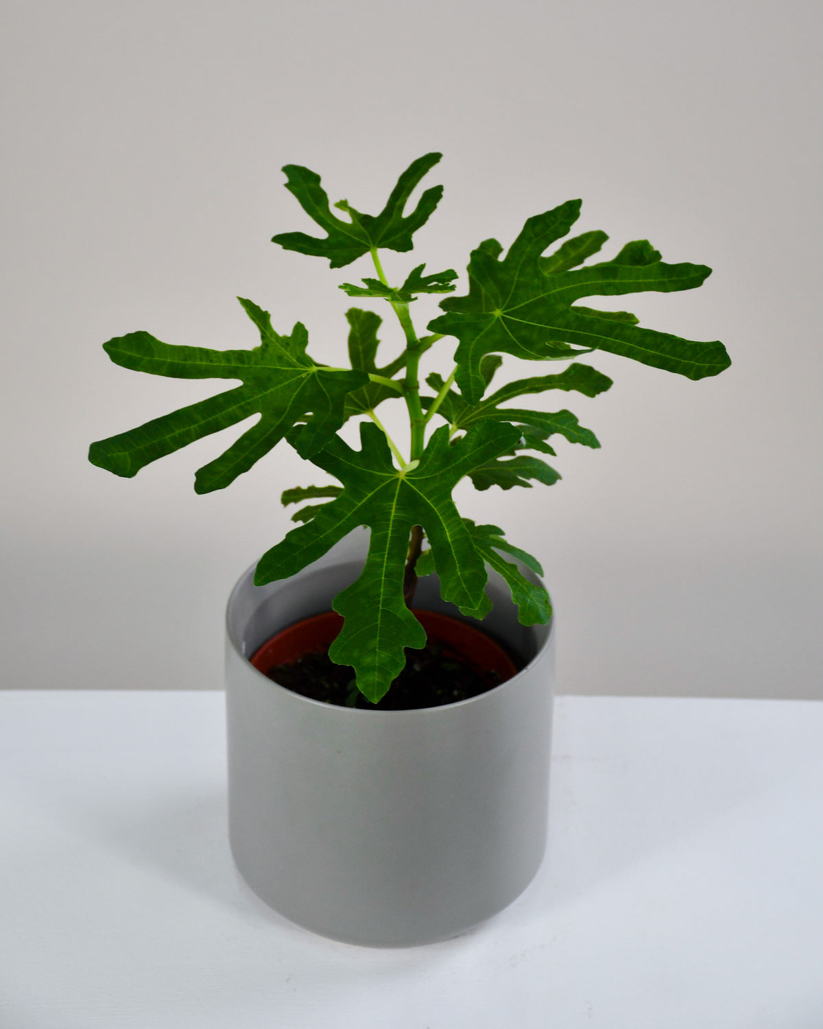 Ficus carica  « Figuier » 