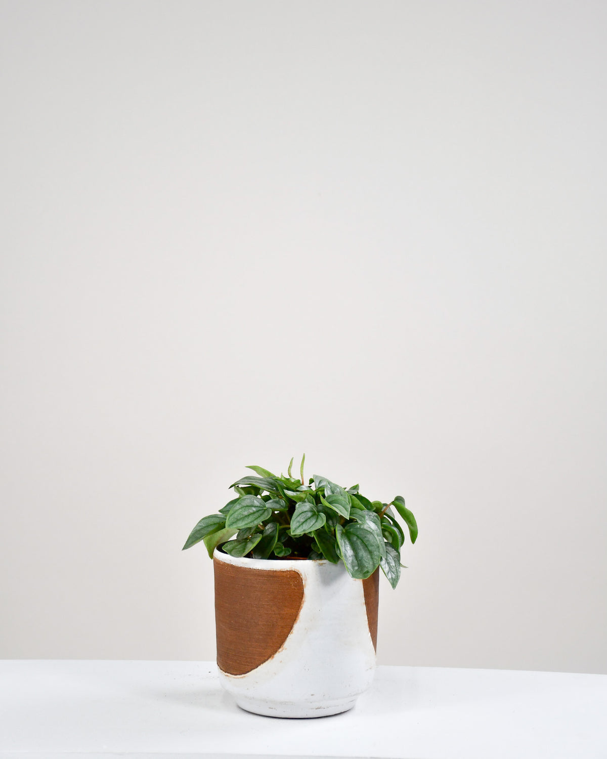 Peperomia « Napoli Night »