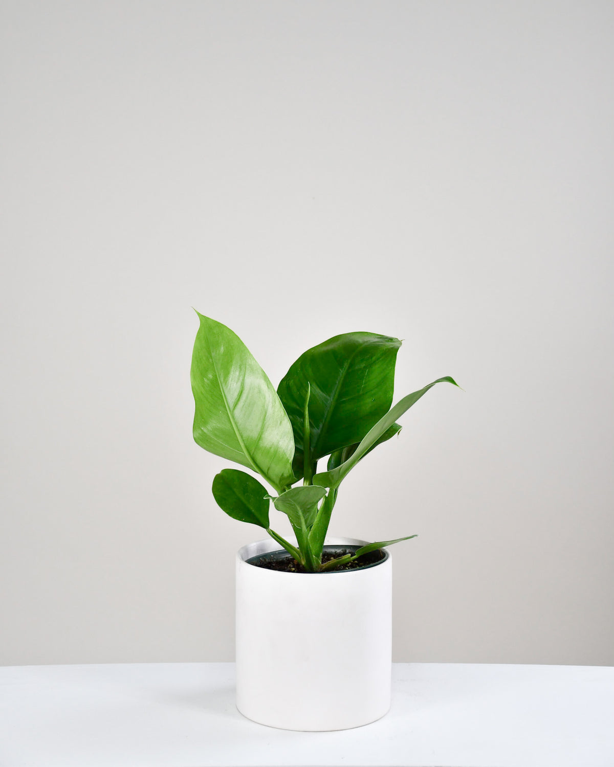 Philodendron « Imperial Green »