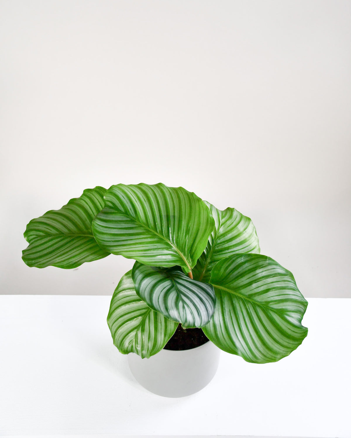 Calathea orbifolia