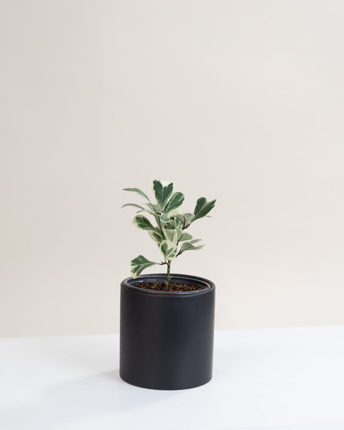 Ficus triangularis variegata