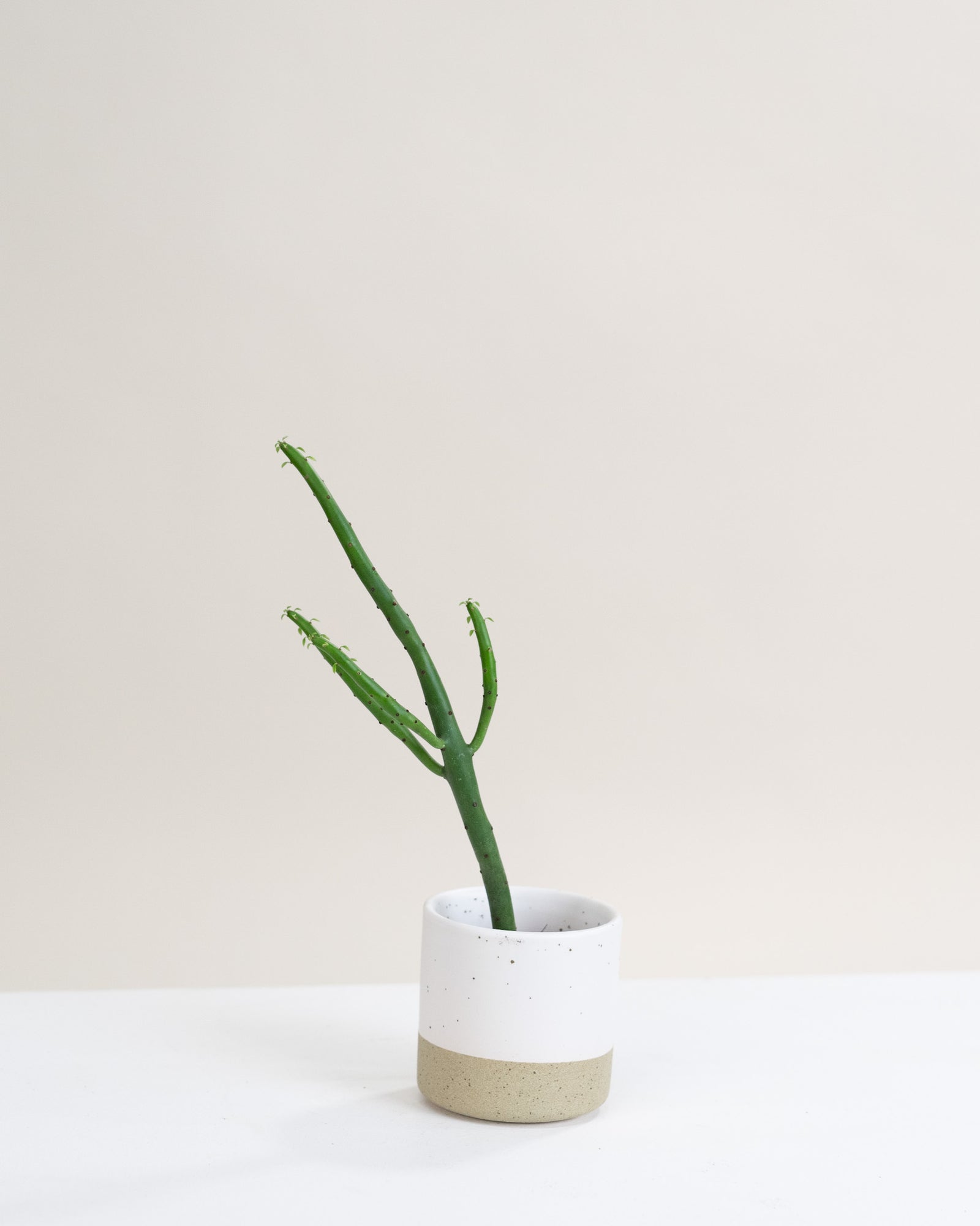 Euphorbia leucodendron