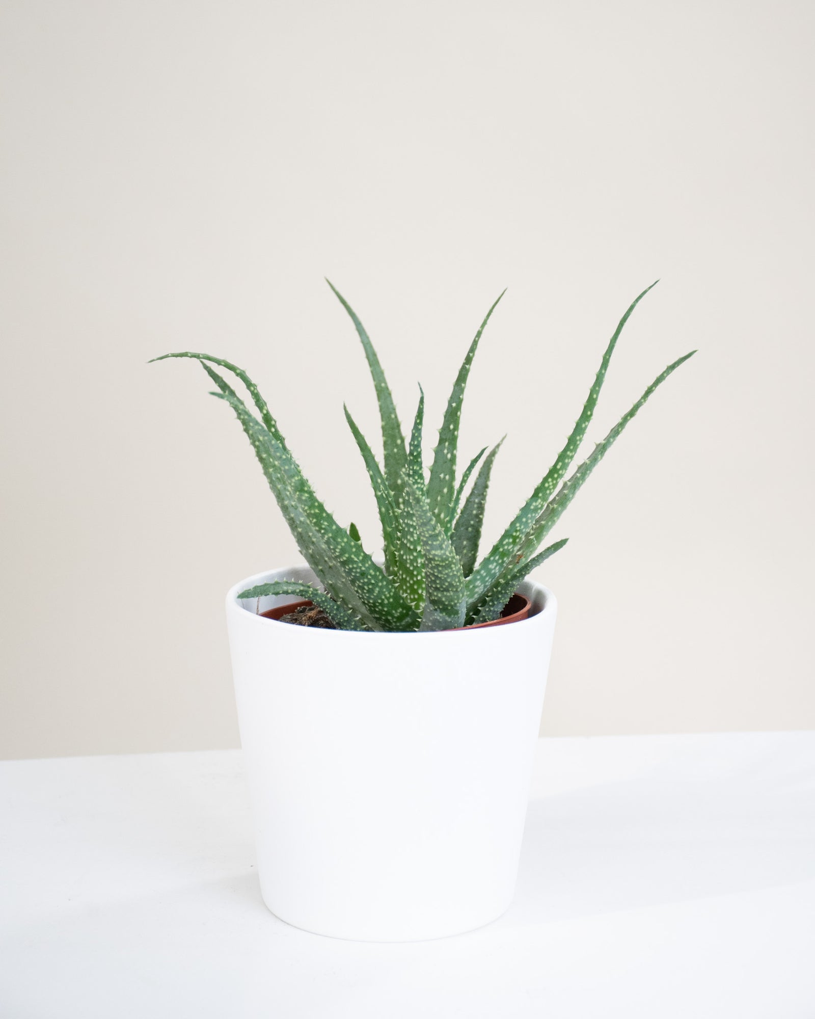 Aloe « Jaws » 