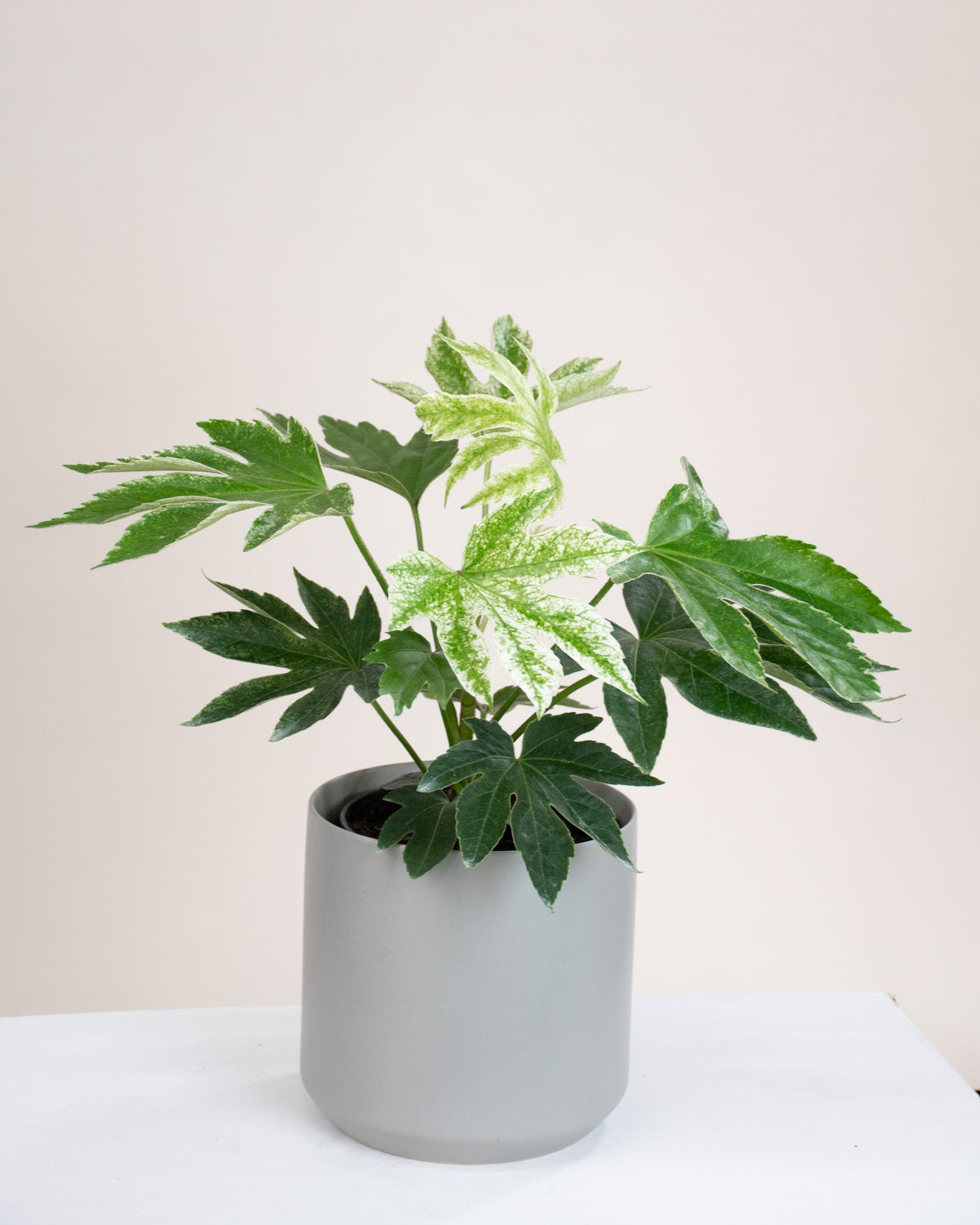 Fatsia japonica « Spider Web »