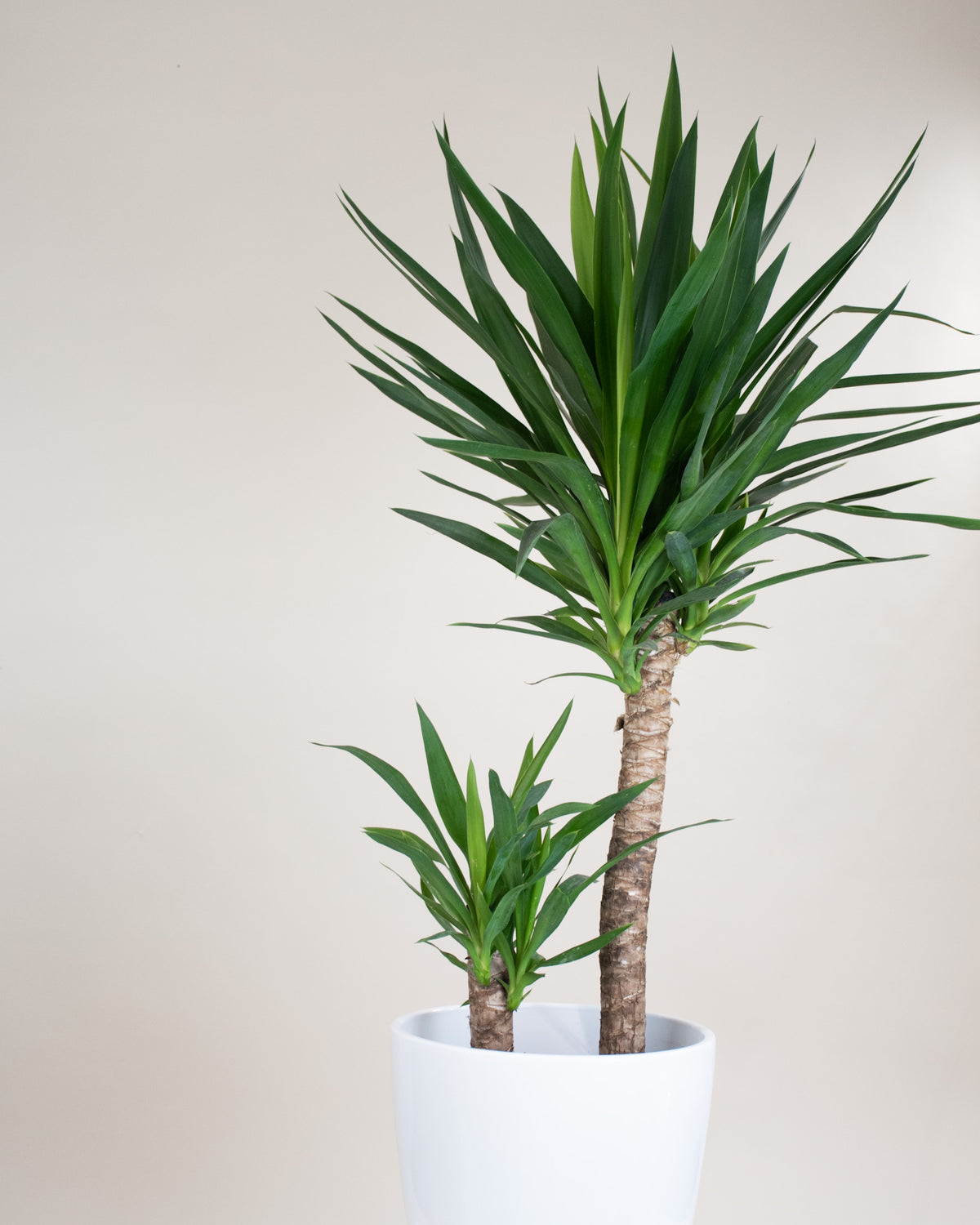 Yucca elephantipes