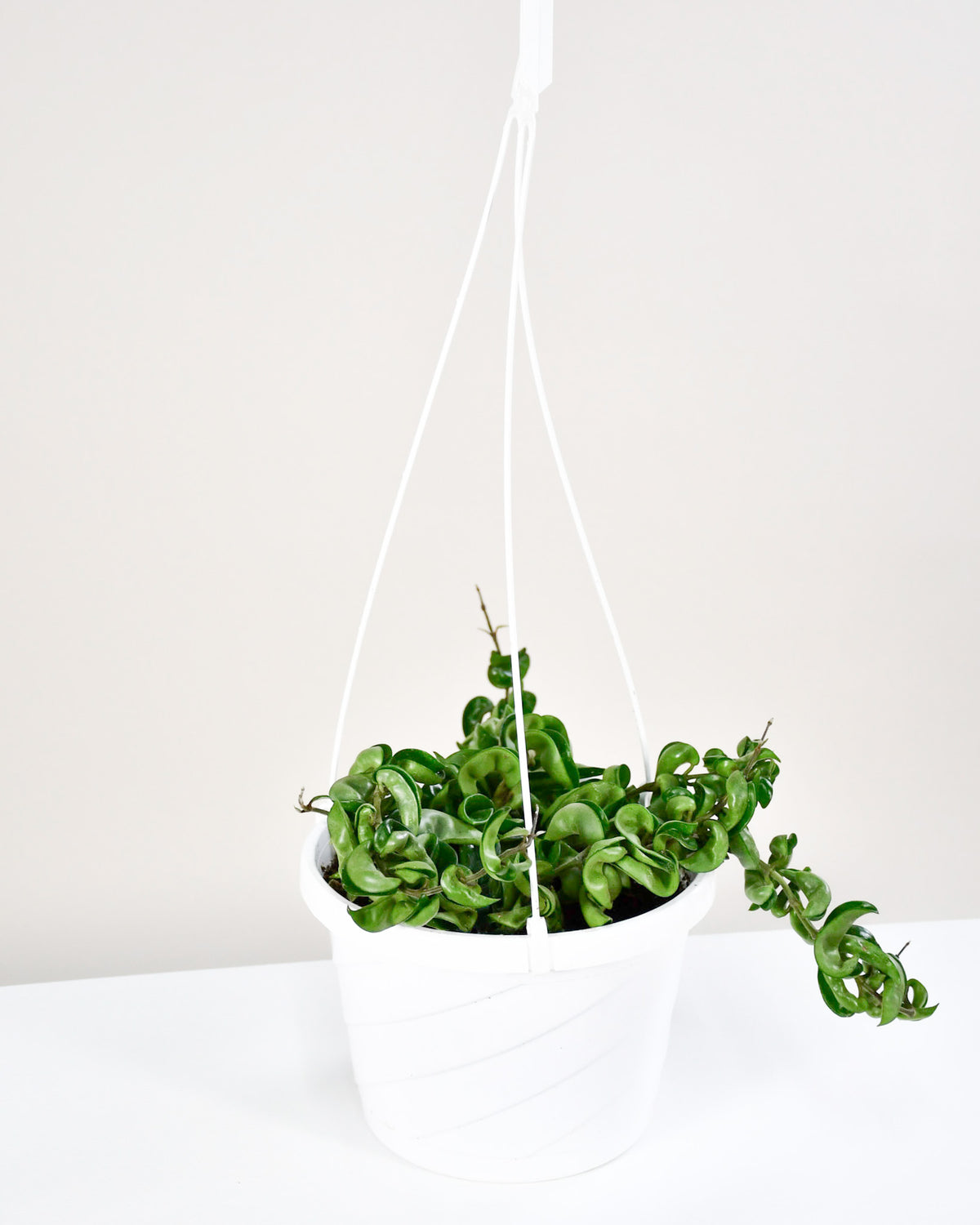 Hoya carnosa « Compacta »