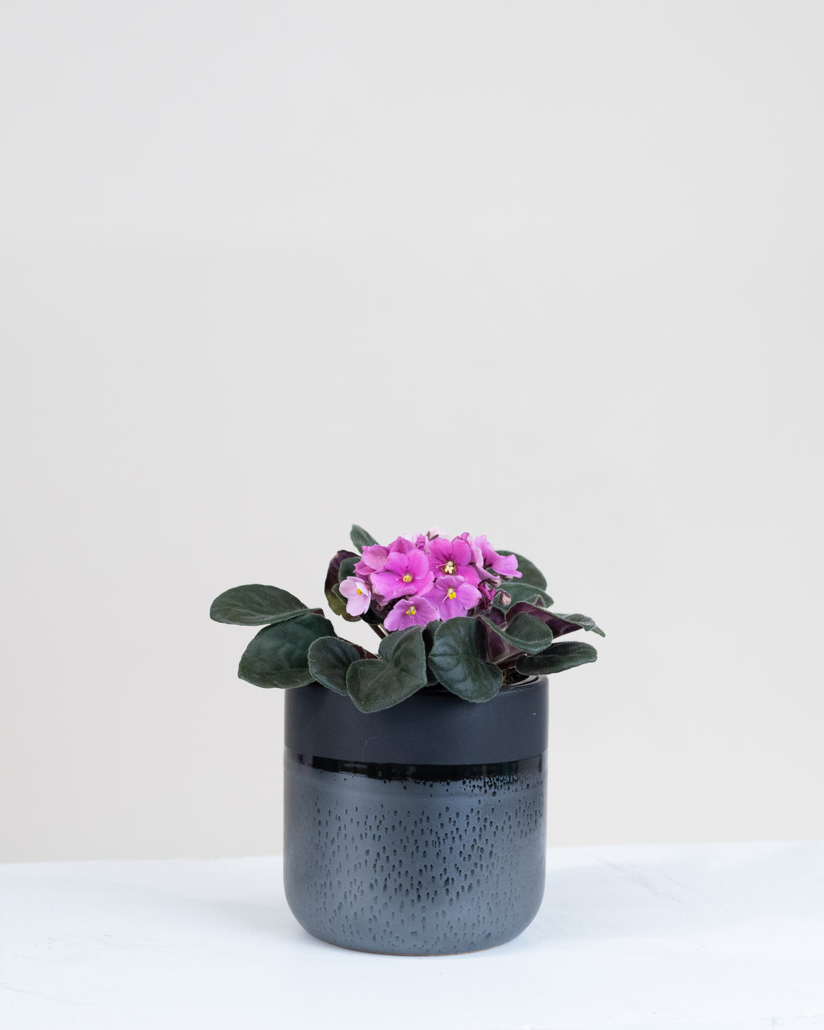 Saintpaulia ionantha « Violette Africaine »