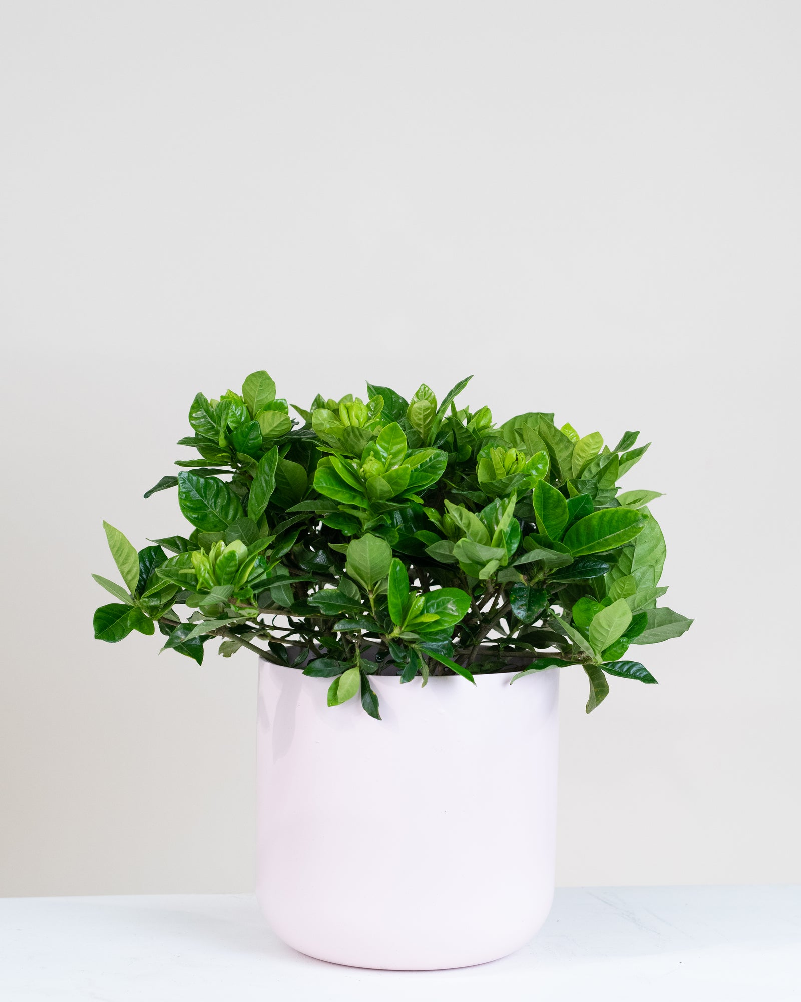 Gardenia jasminoide