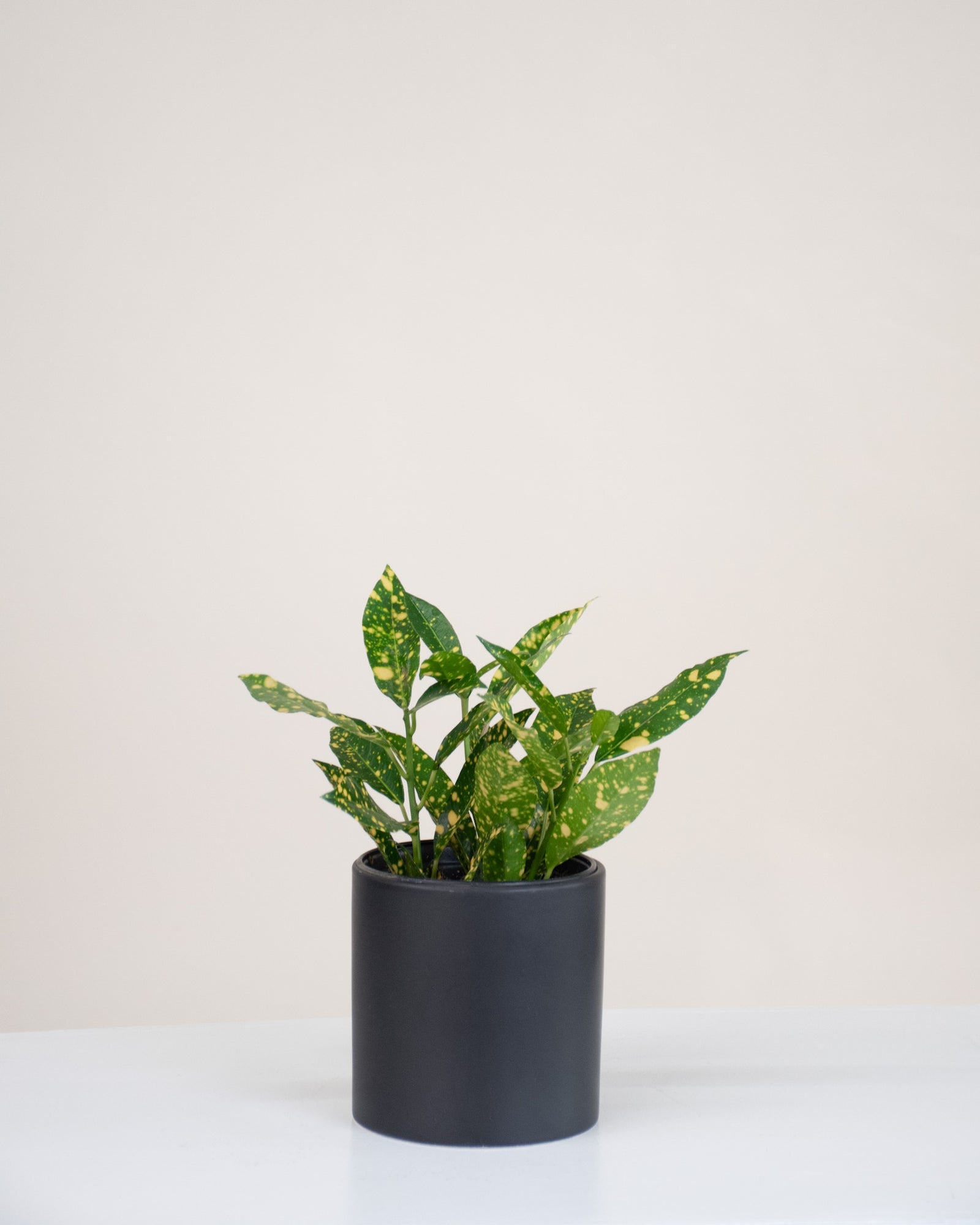 Codiaeum variegatum « Gold Dust »