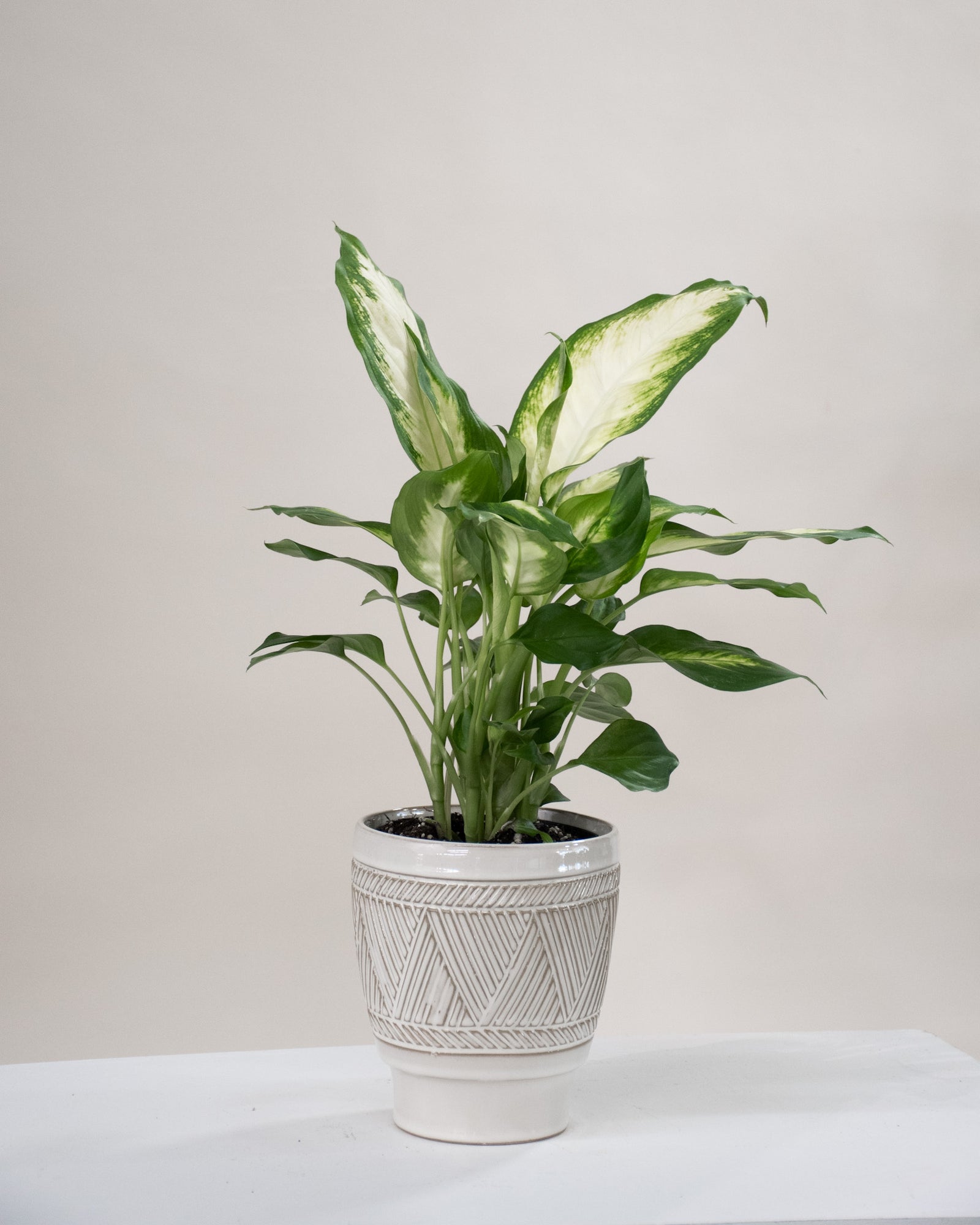 Dieffenbachia Camille