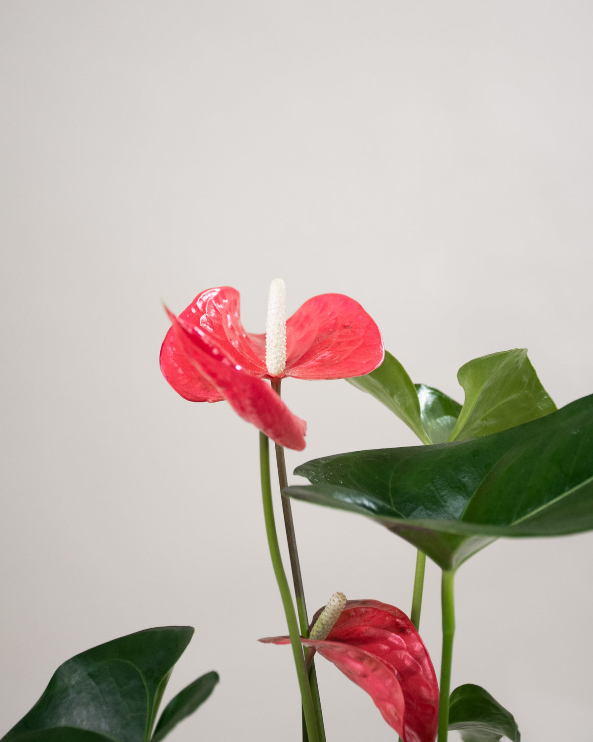Anthurium assortis