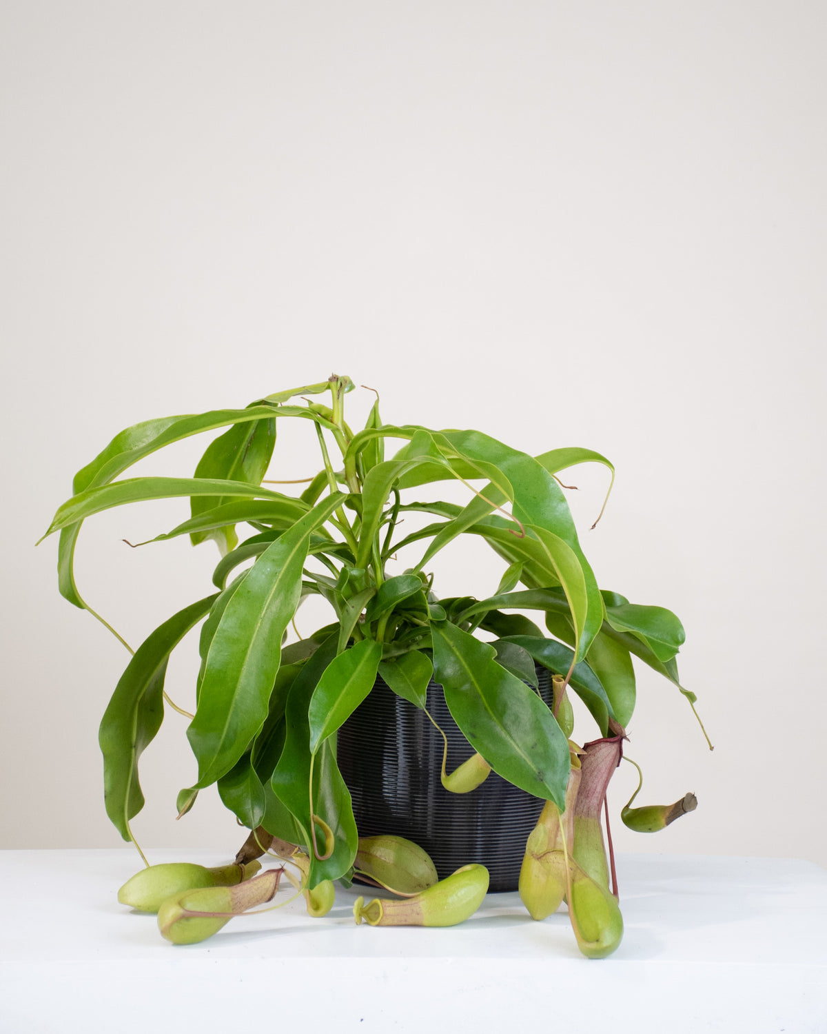 Nepenthes alata