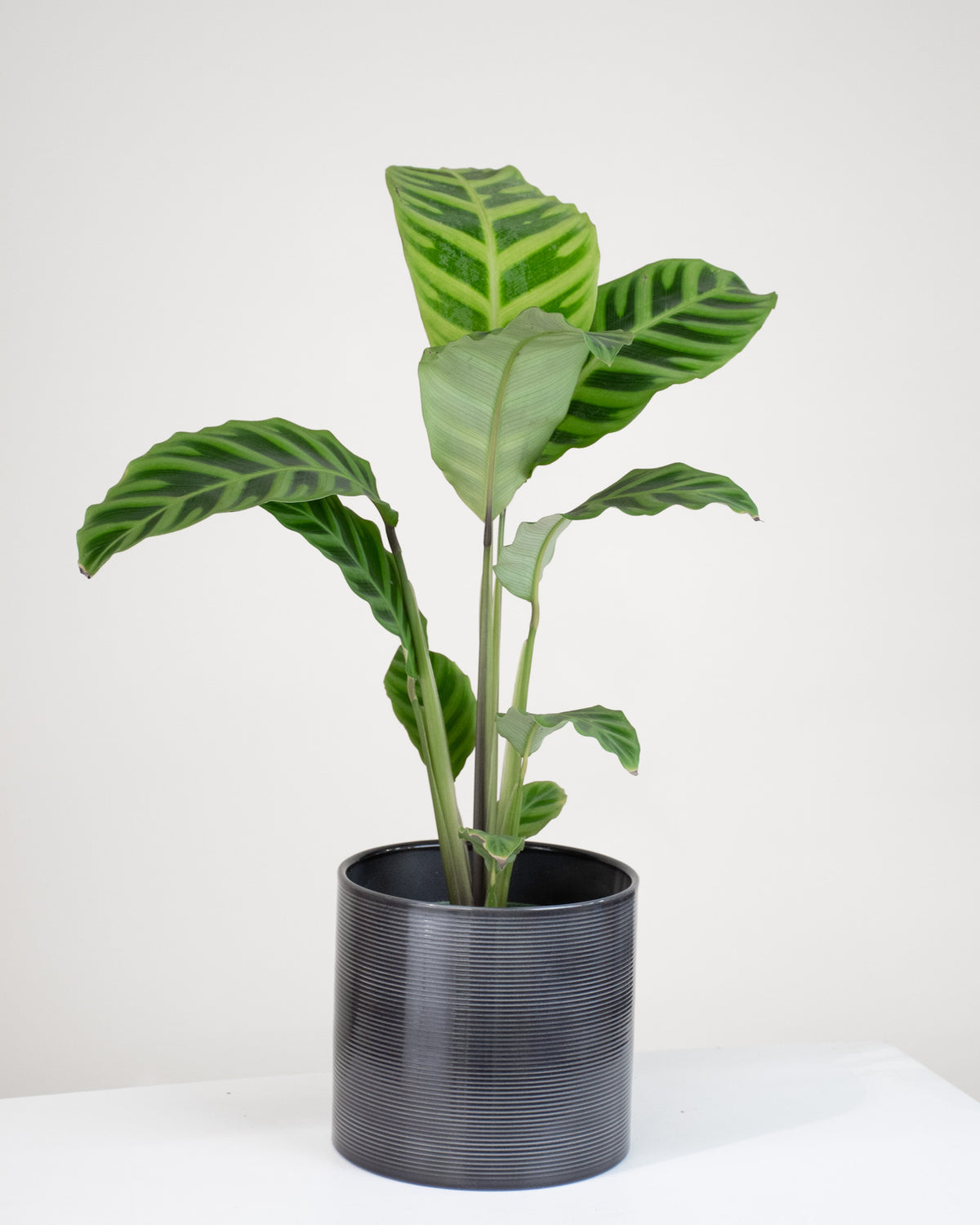 Calathea zebrina