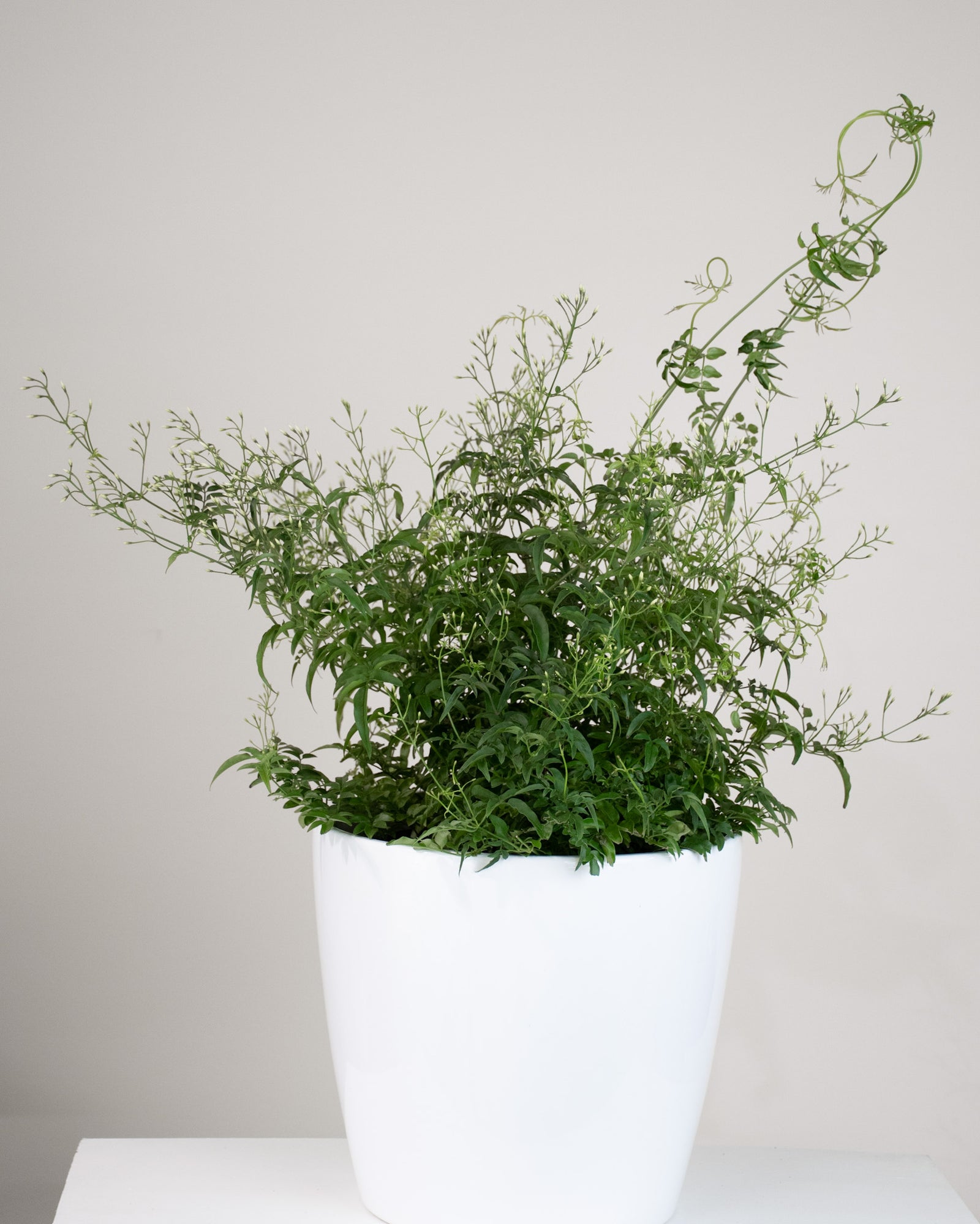 Jasminum polyanthum