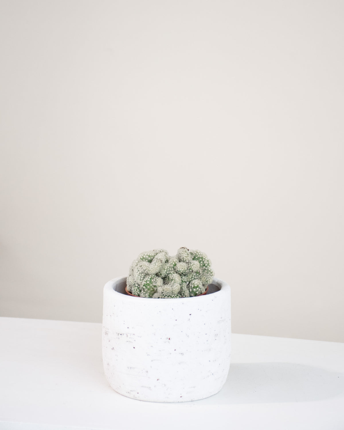 Mammillaria elongata « Cristata »